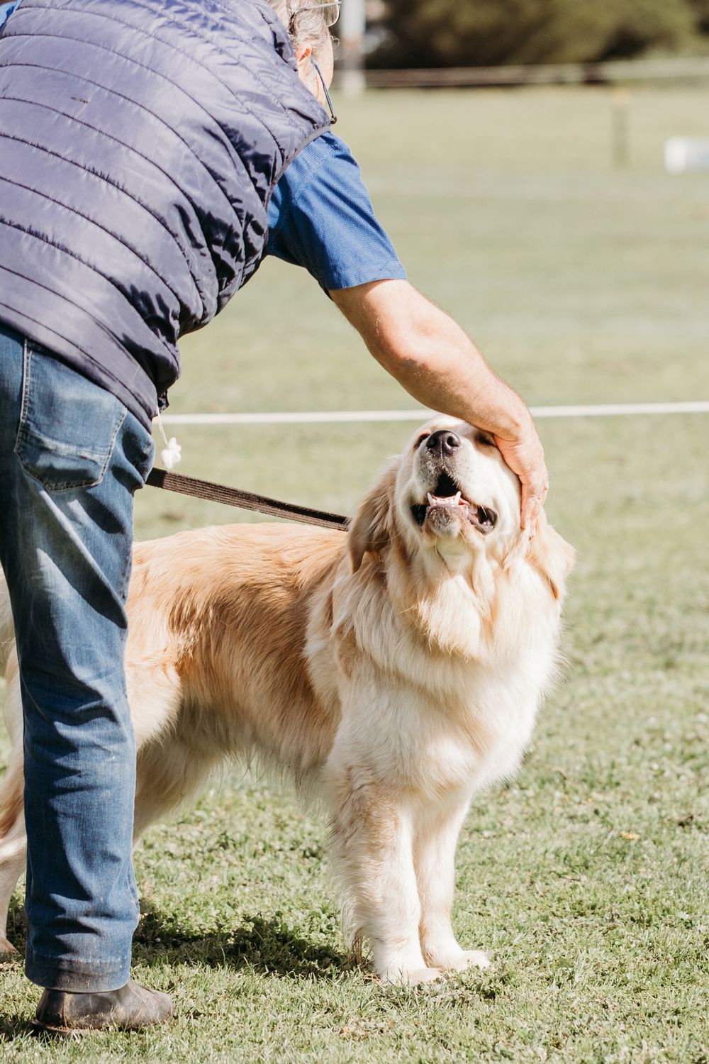 dog portraits werribee