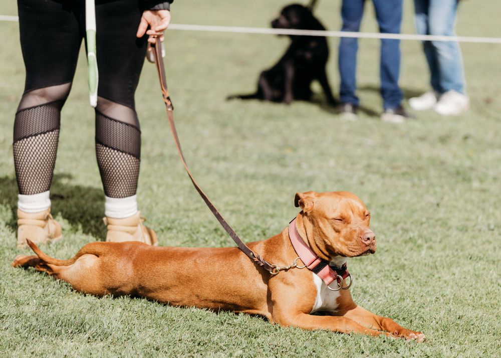 pet photography Werribee