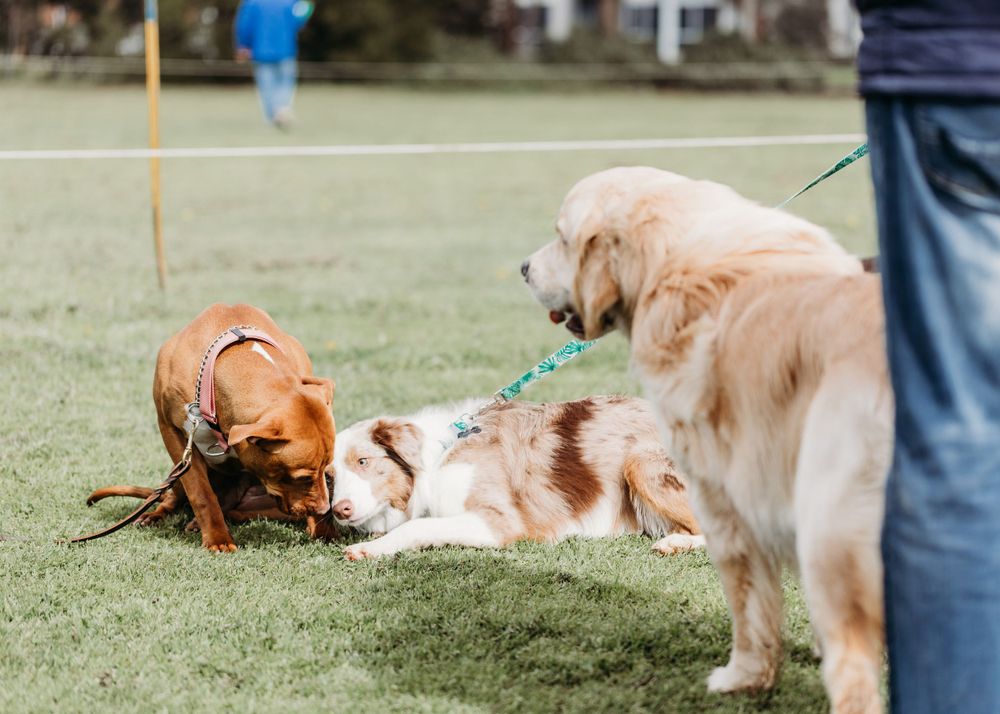 pet photography Werribee