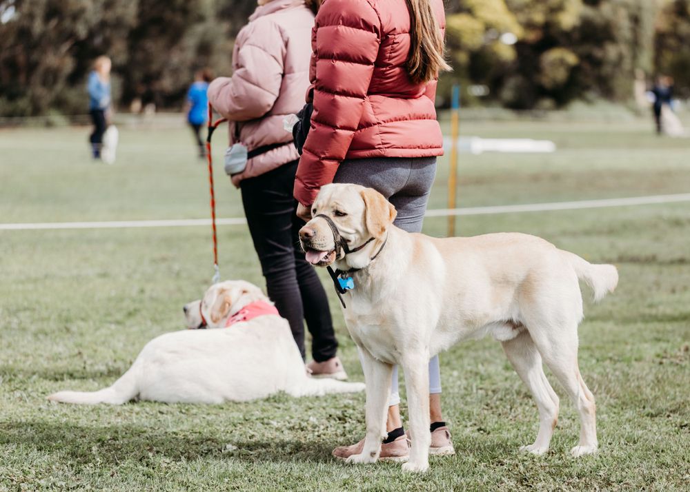 pet photography Werribee