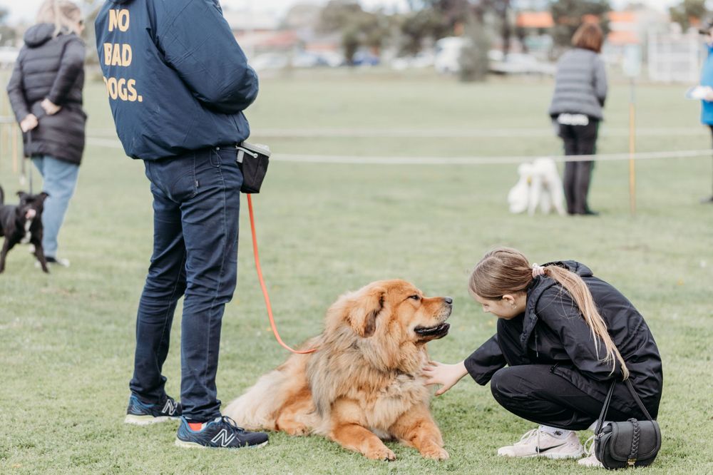 pet photography Werribee