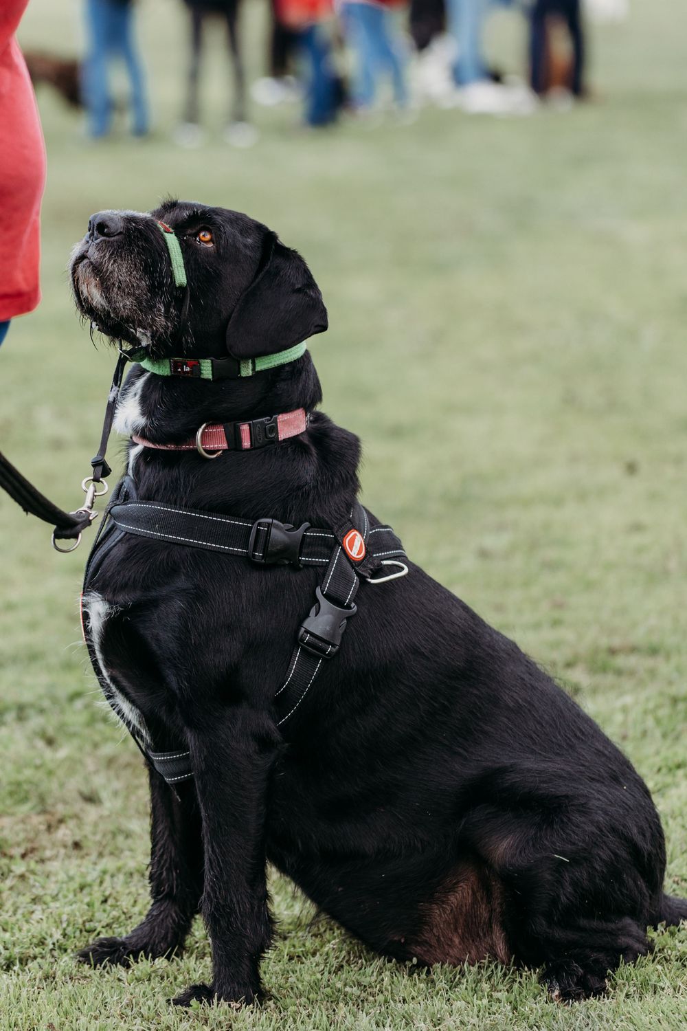 pet photography Werribee