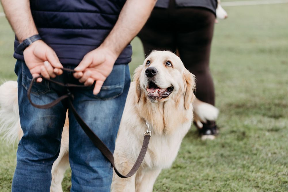 pet photography Werribee
