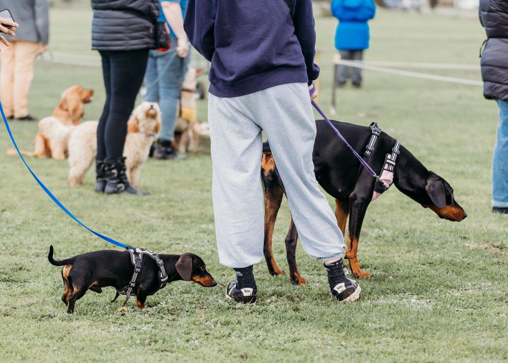 pet photography Werribee