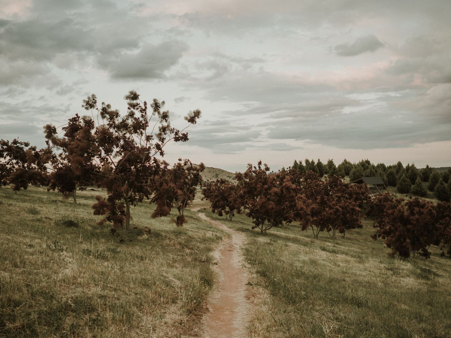 National Arboretum Dairy Farmers Hill Purple trees with walking path at sunset