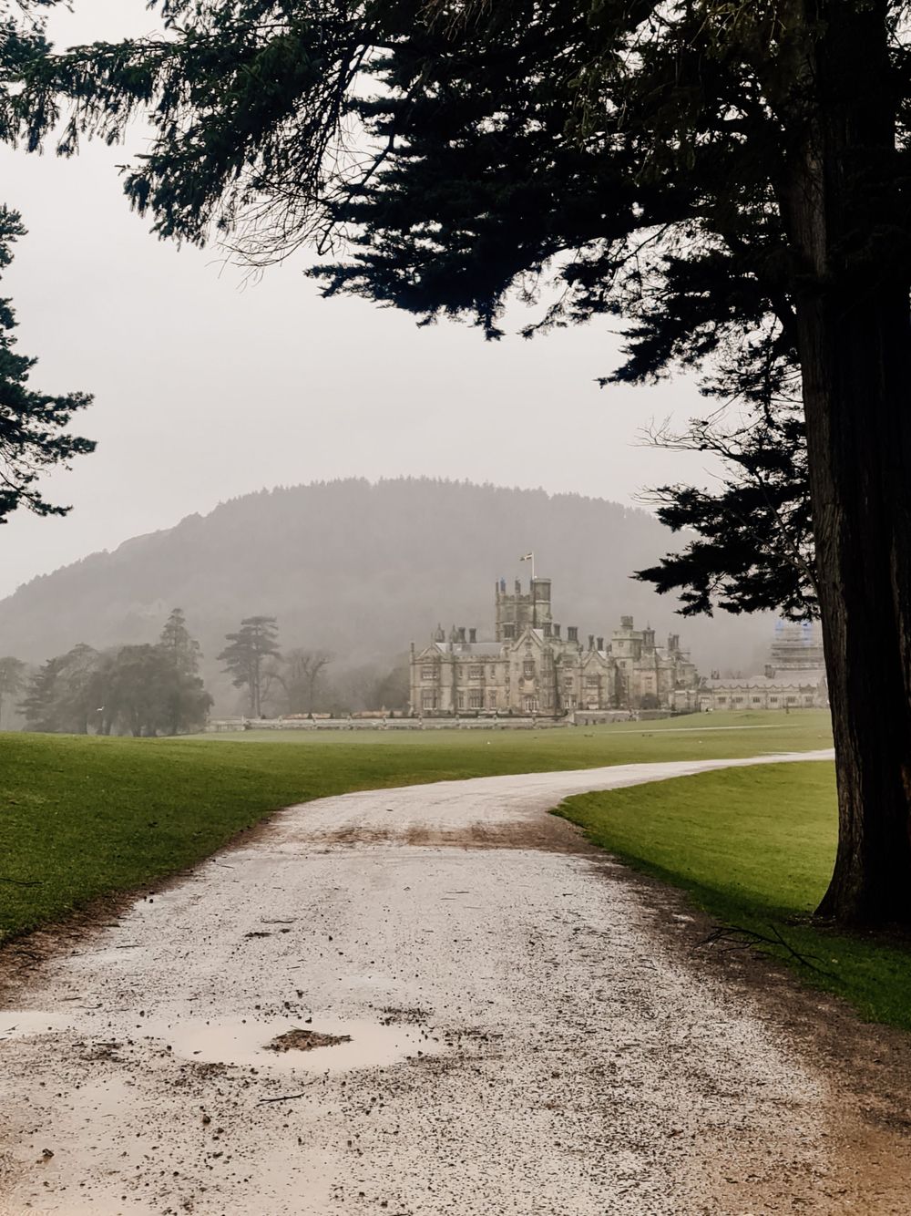 Misty view of a grand castle through evergreen trees with a winding gravel path in the foreground.
