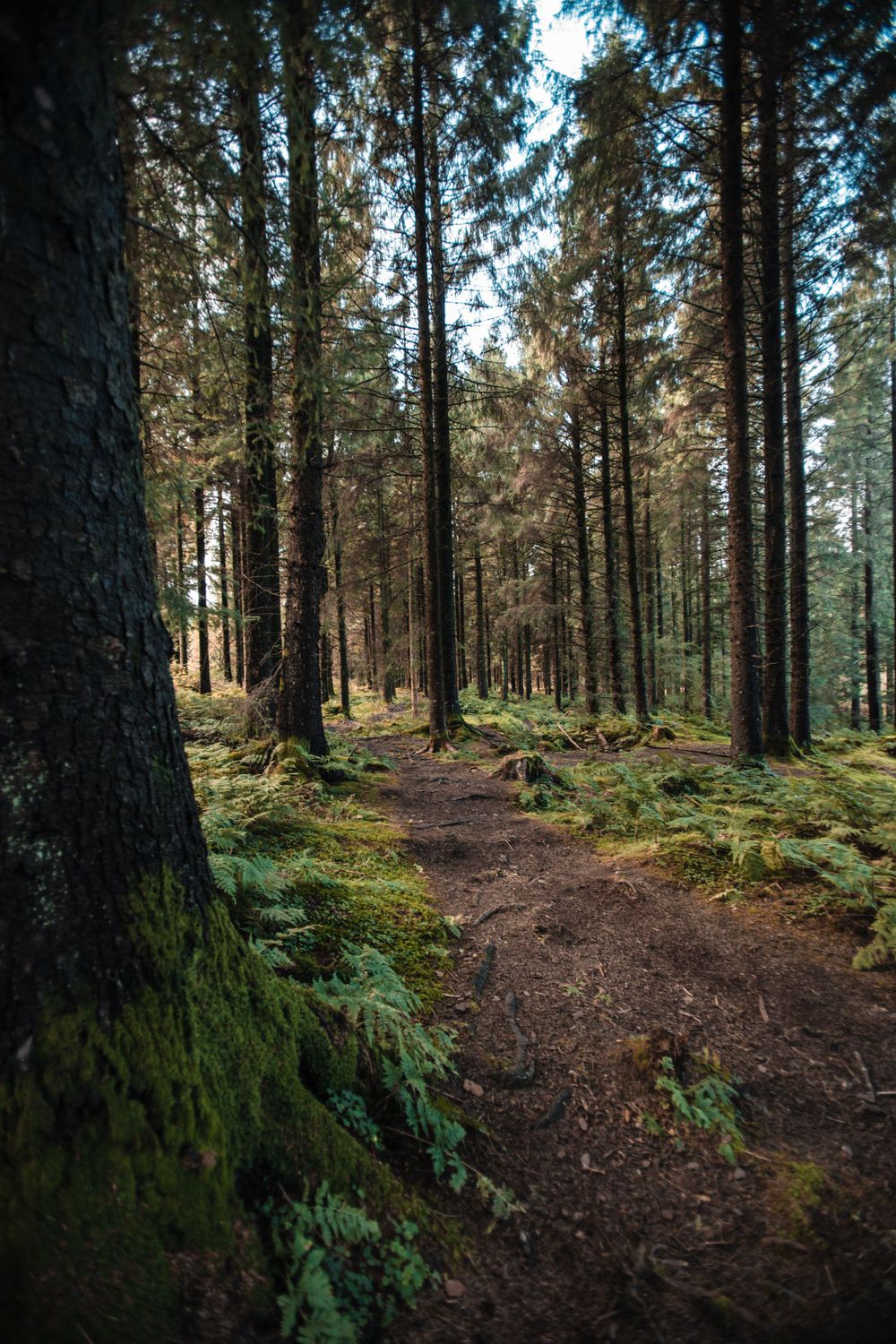 Forest trail winding through tall pine trees with sunlight filtering through the branches.