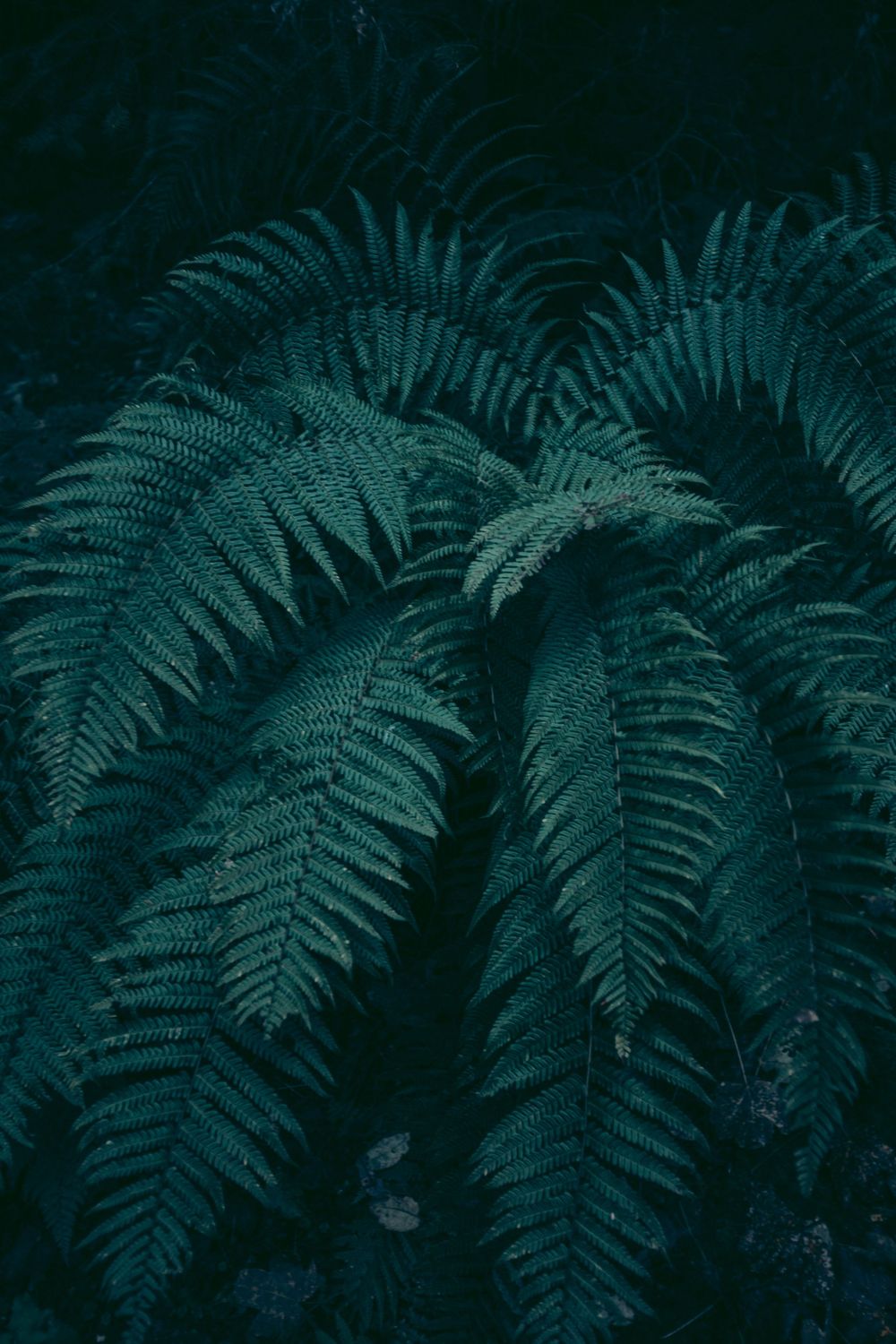 Close-up of lush green fern fronds creating a natural pattern in dark lighting.