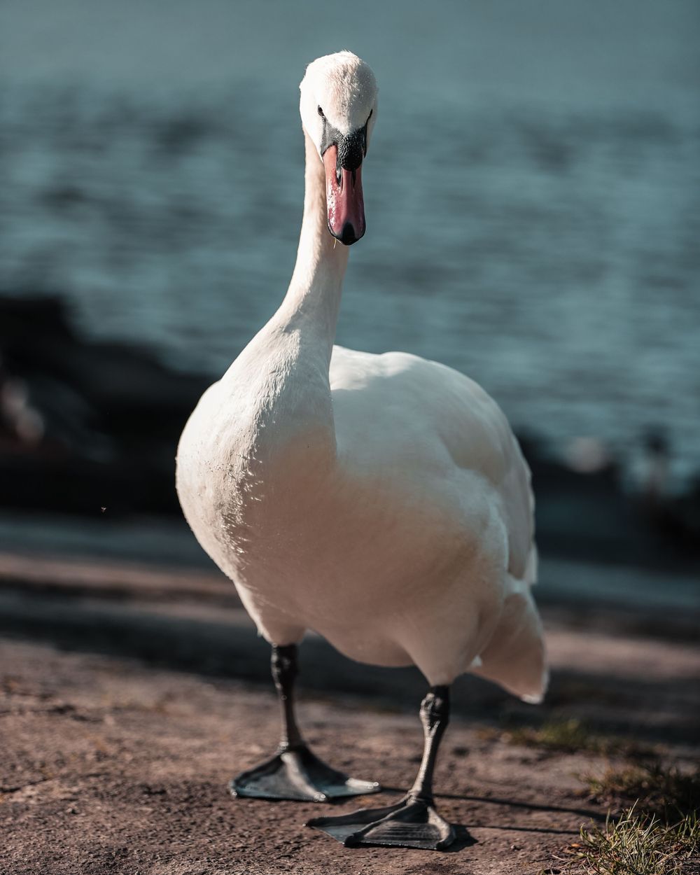 A white swan standing on the shoreline with a blurred water background.