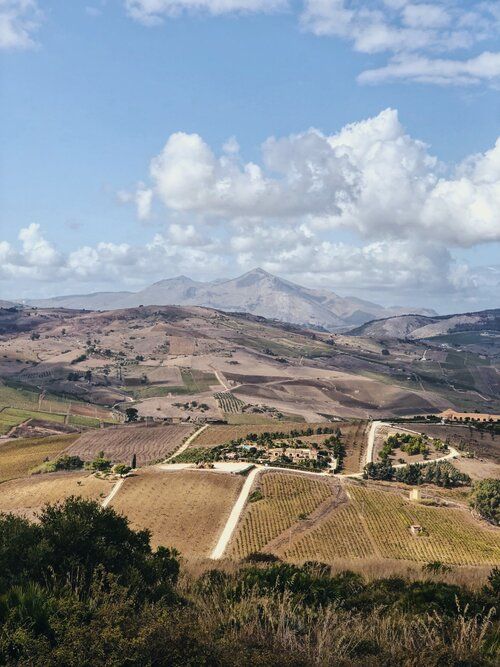 Rolling hills covered with vineyards and farmland under a bright blue sky with white clouds.