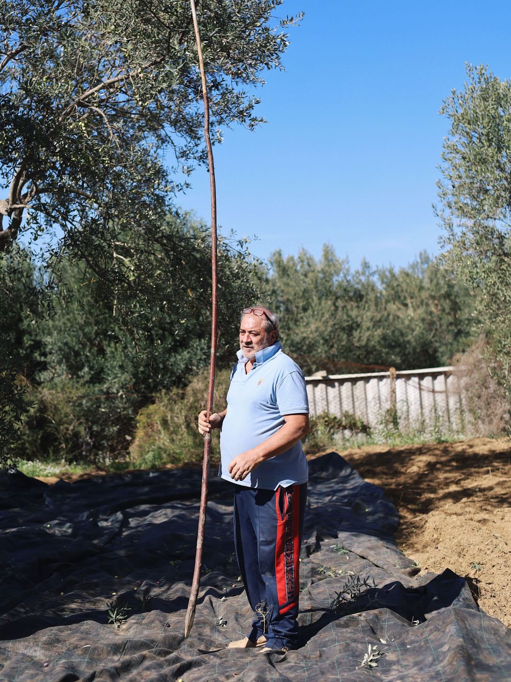Someone in casual attire stands on a rocky terrain holding a hiking pole against a backdrop of olive trees.