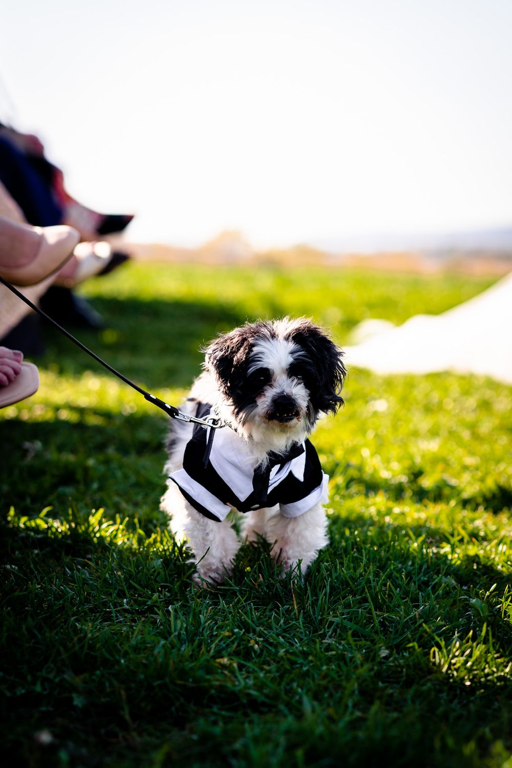 Small black and white dog wearing formal attire lying in green grass during outdoor event.