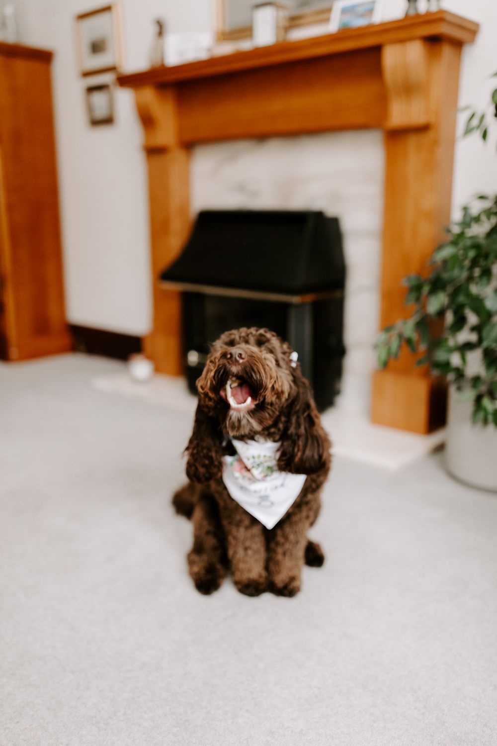 bride prep, in stockton, with pet dog