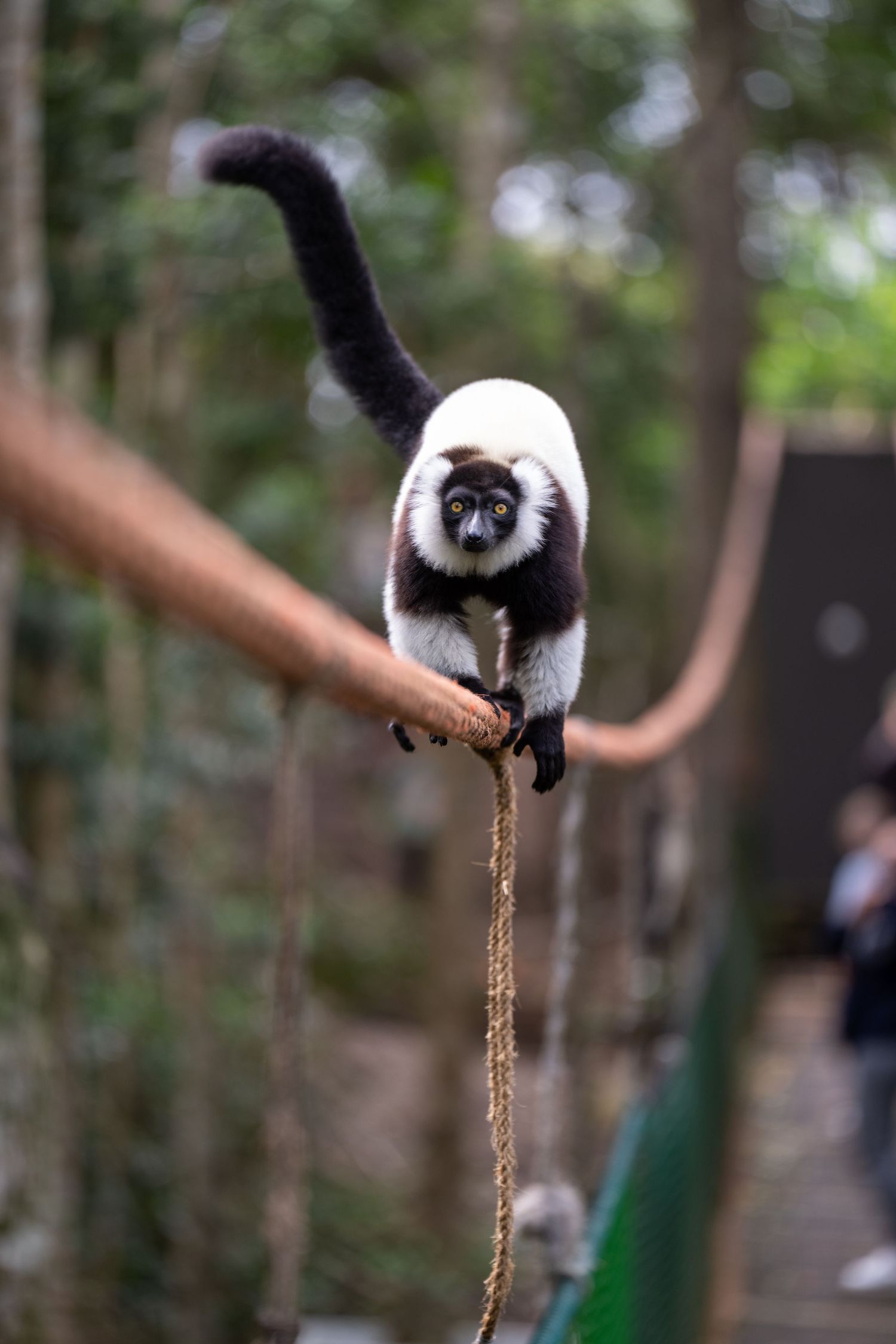 Black and white lemur hanging upside down on a branch against blurred forest background.