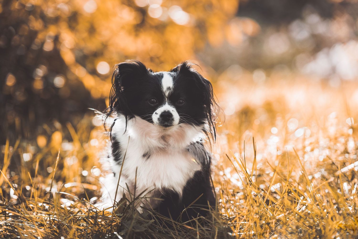 Hundfotograf