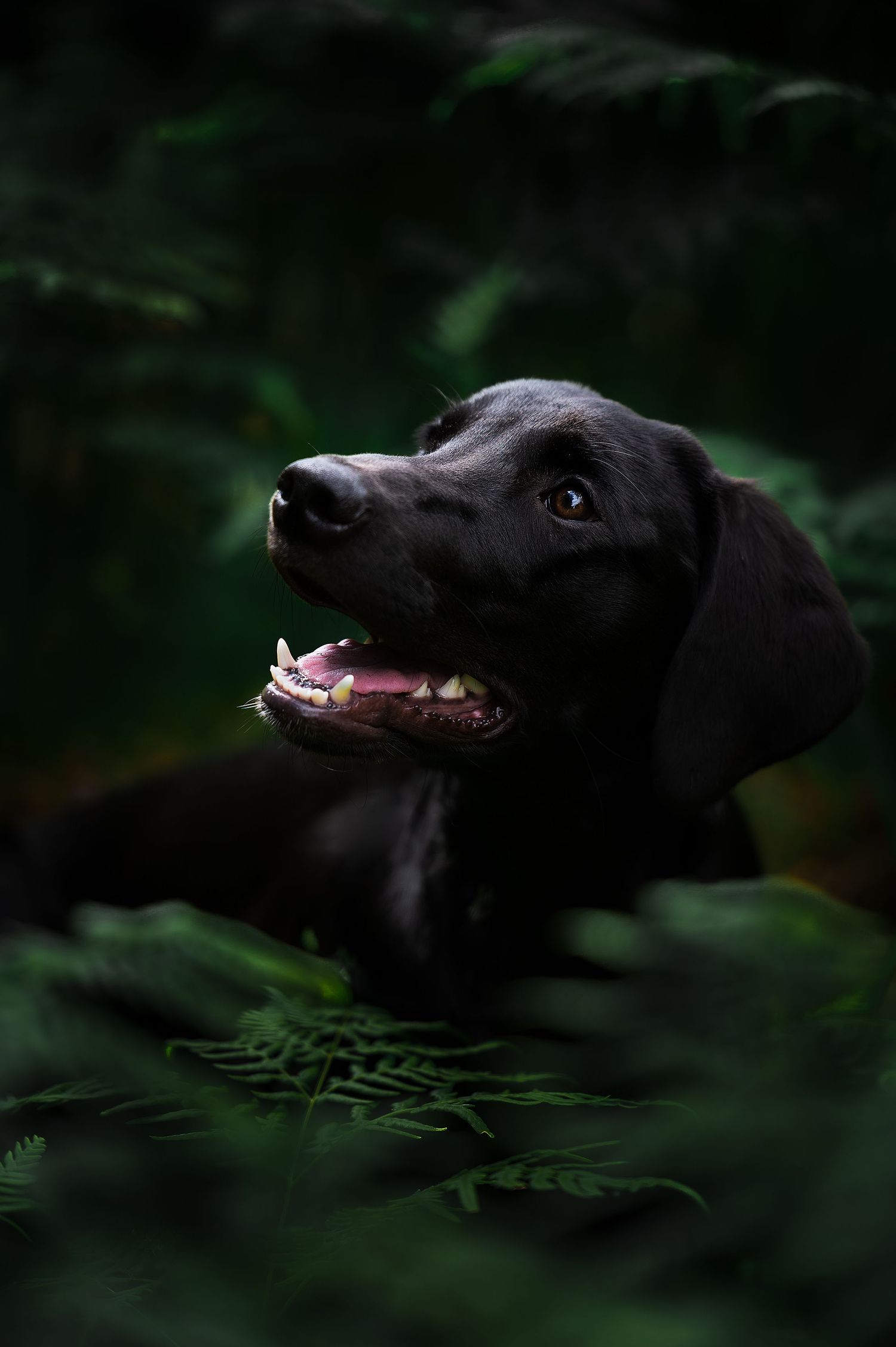 Hundfotograf