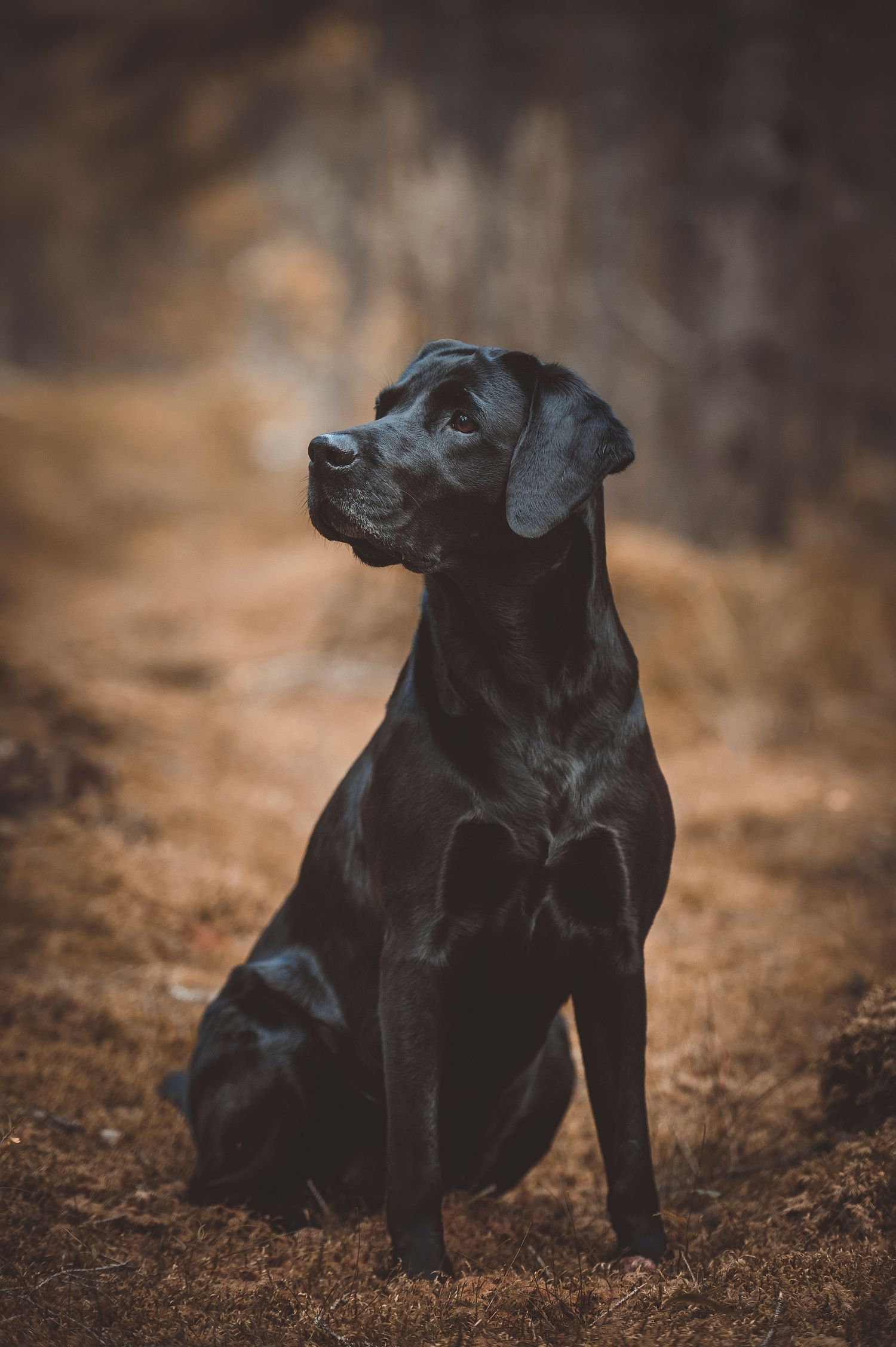 Hundfotograf