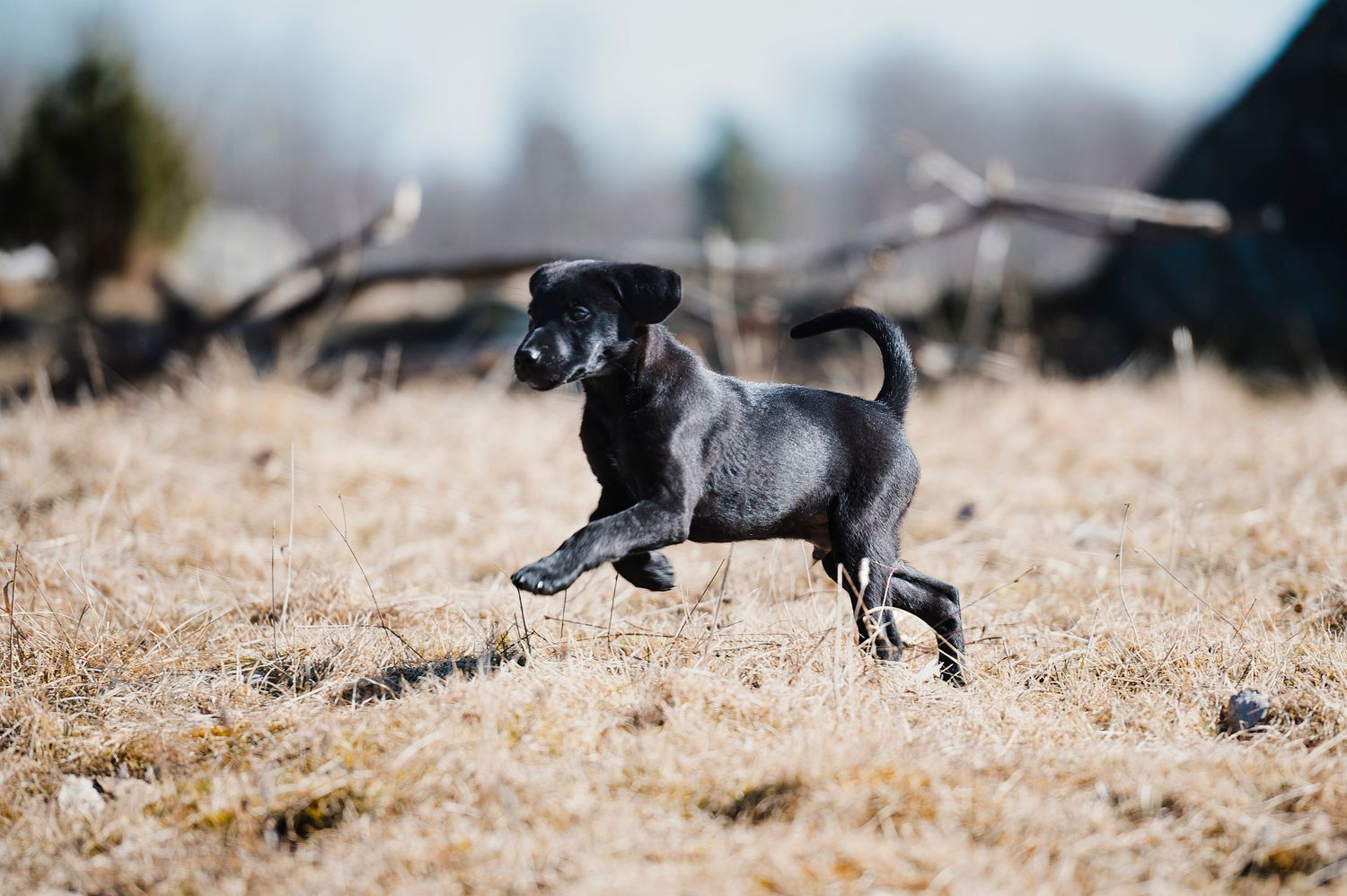 Hundfotograf