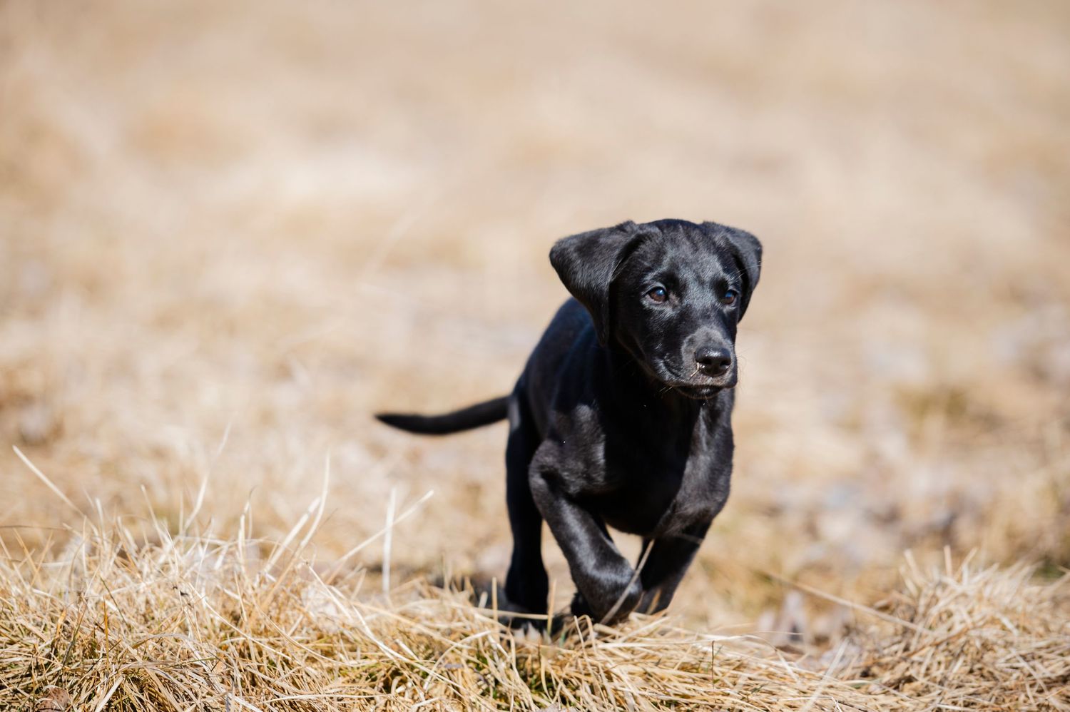 Hundfotograf