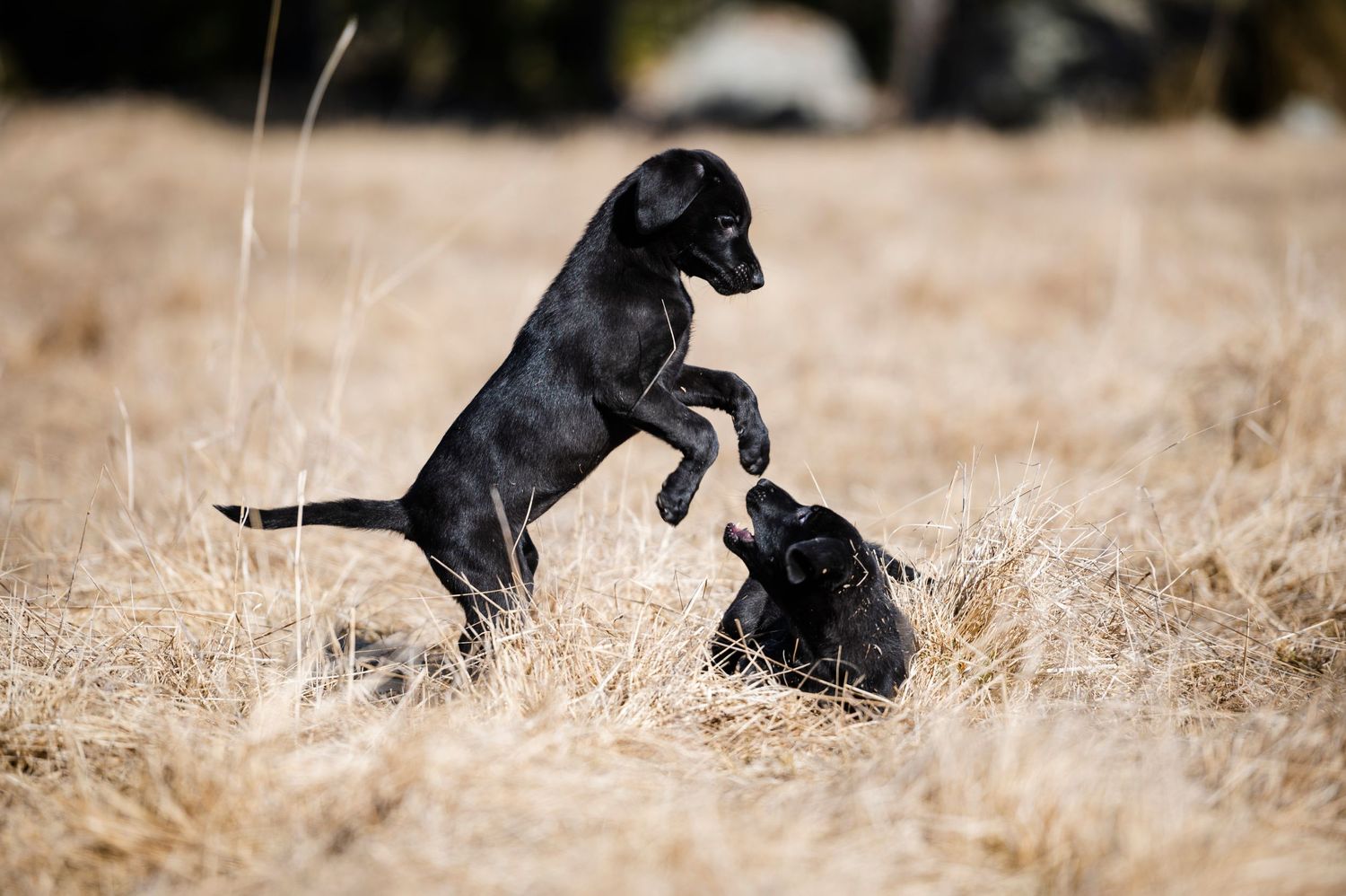 Hundfotograf