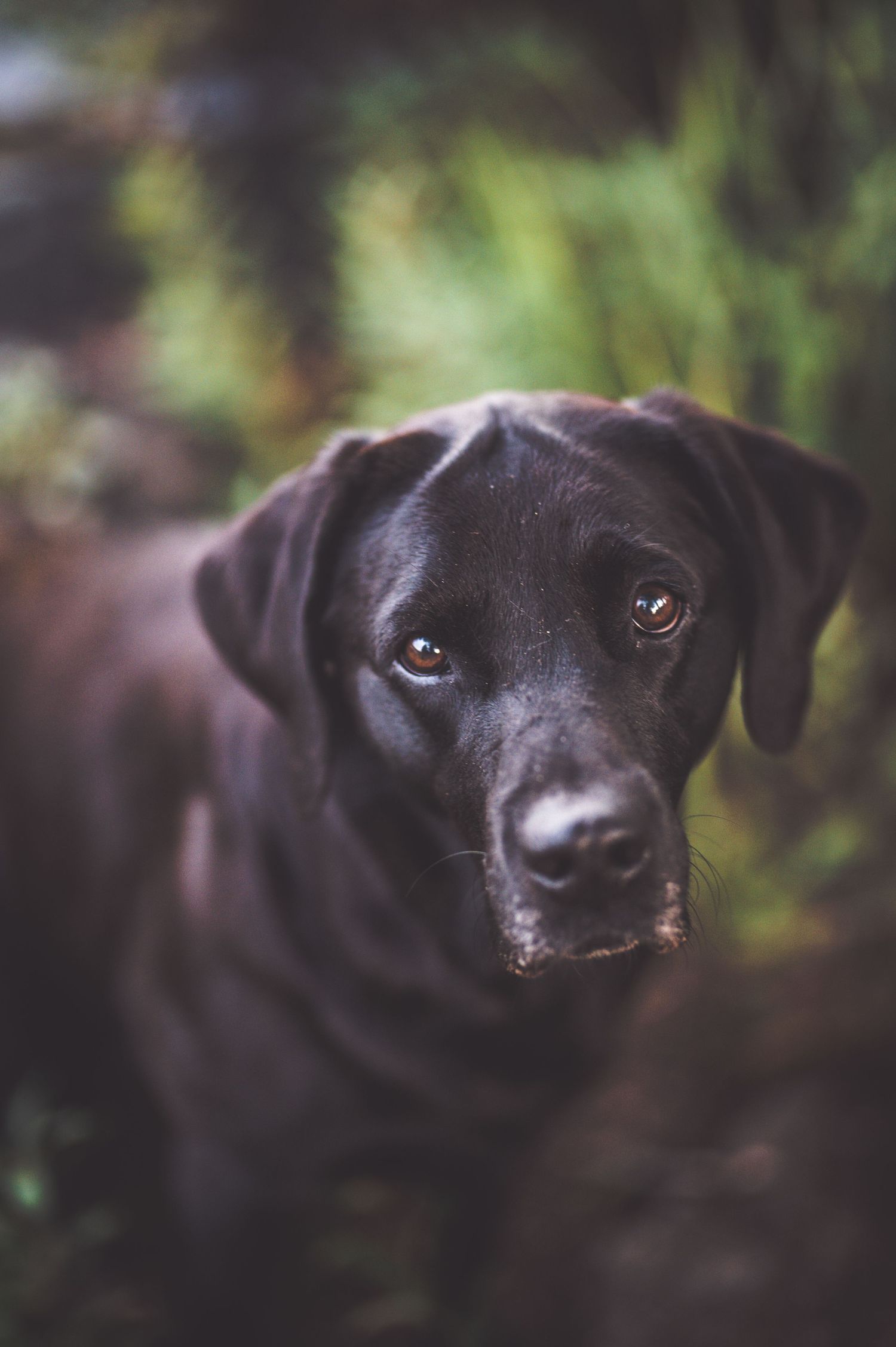 Hundfotograf