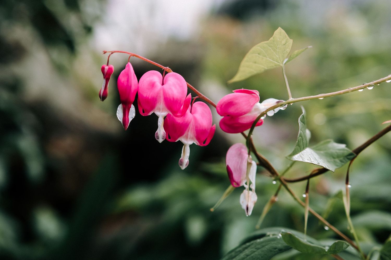 "Bleeding hearts"