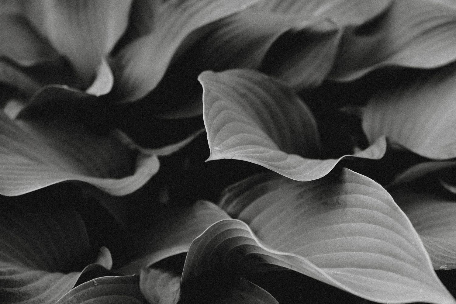 "BW Hosta"