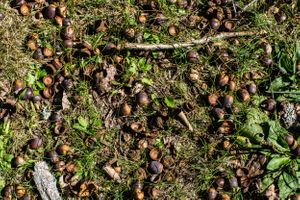 Close-up view of scattered acorns and fallen leaves on forest ground.