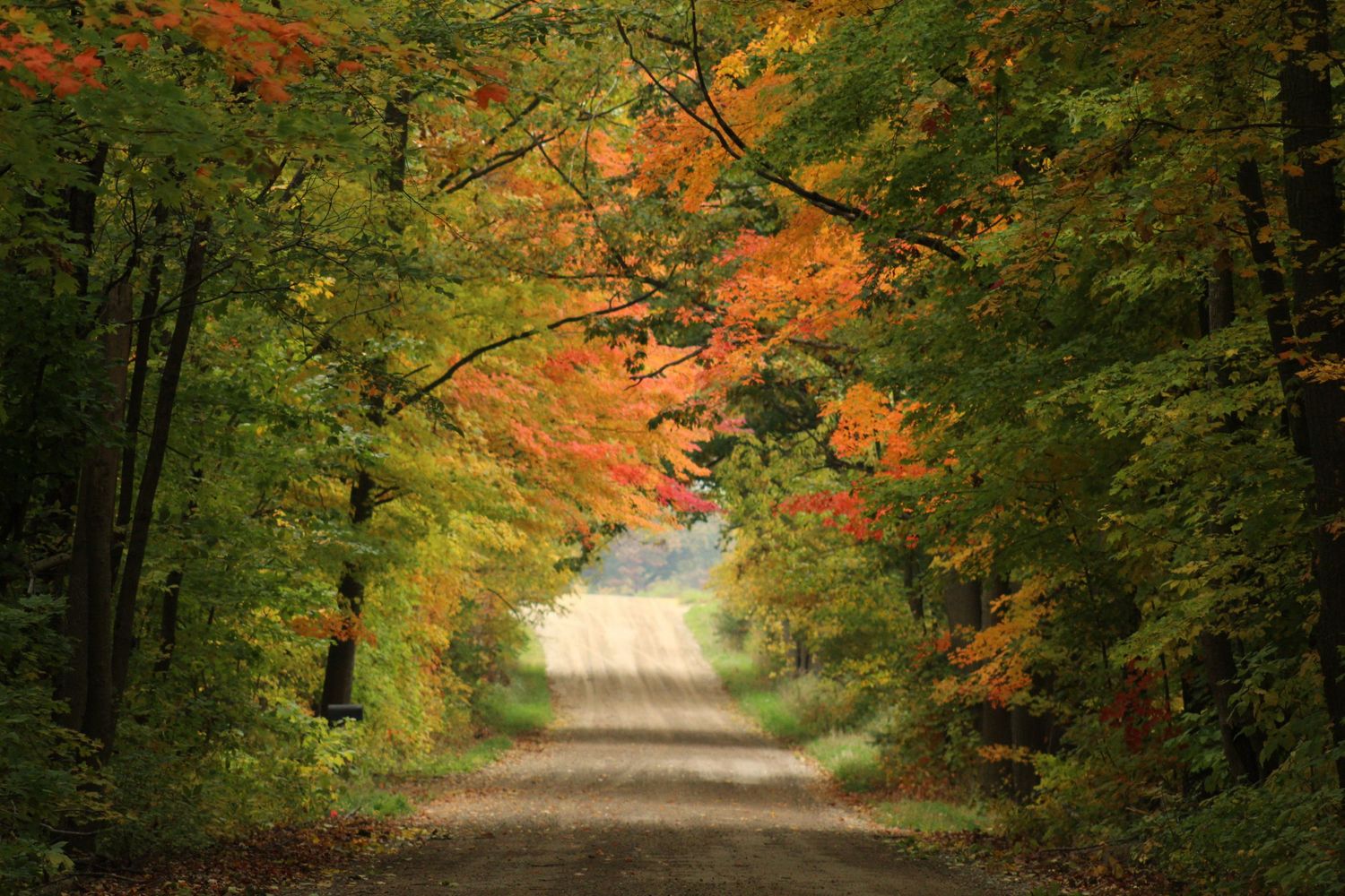A scenic dirt road tunnel through autumn trees with orange and green foliage creating a natural archway.