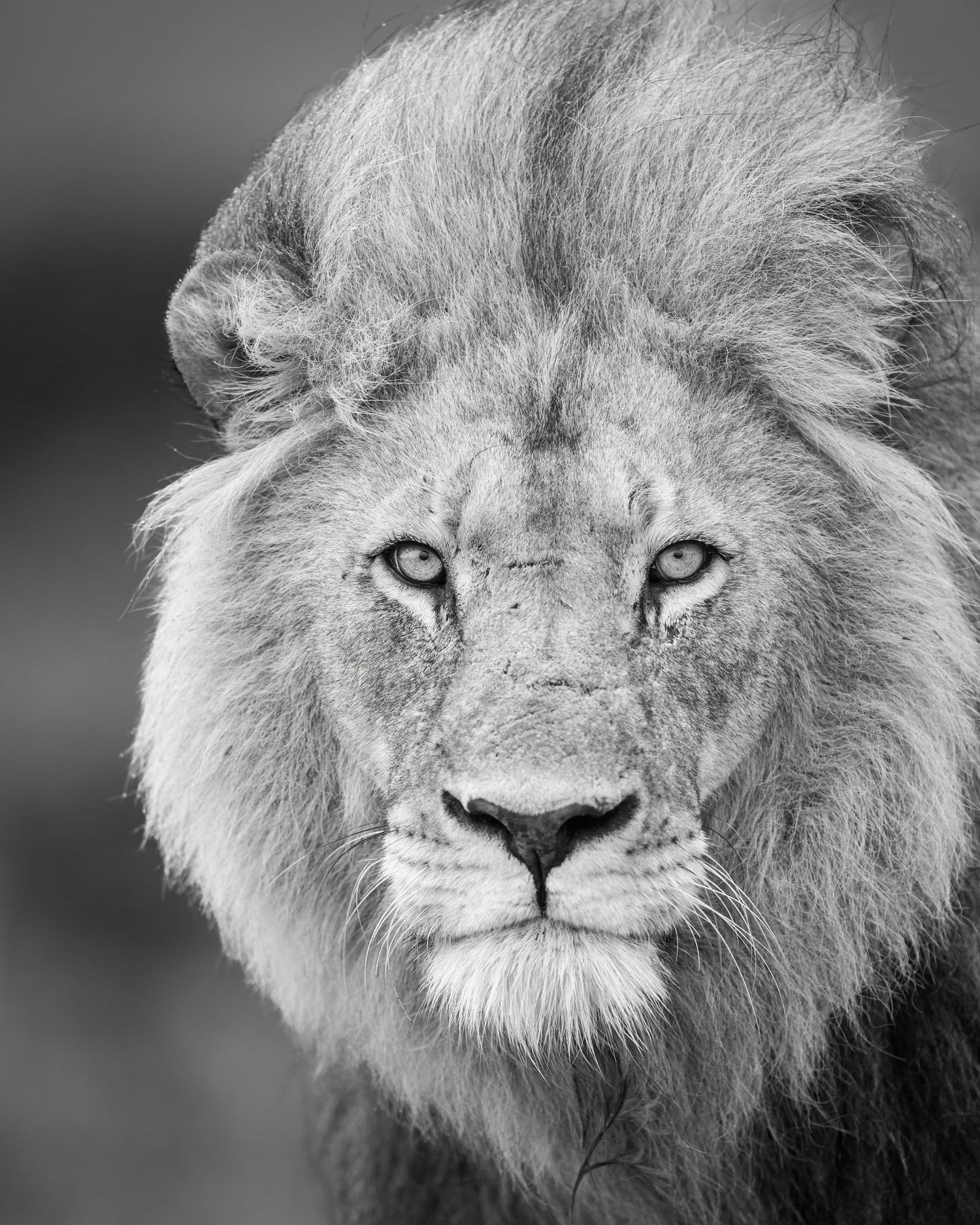 Close-up black and white portraits of a male lion's face showing intense eyes and majestic mane.