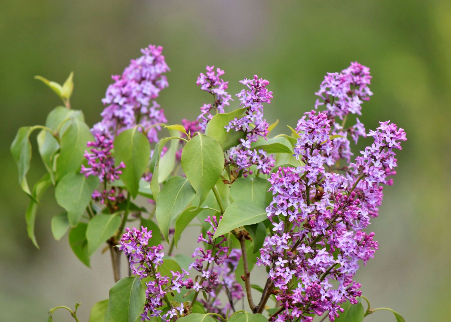 Legion Park Purple Lilac