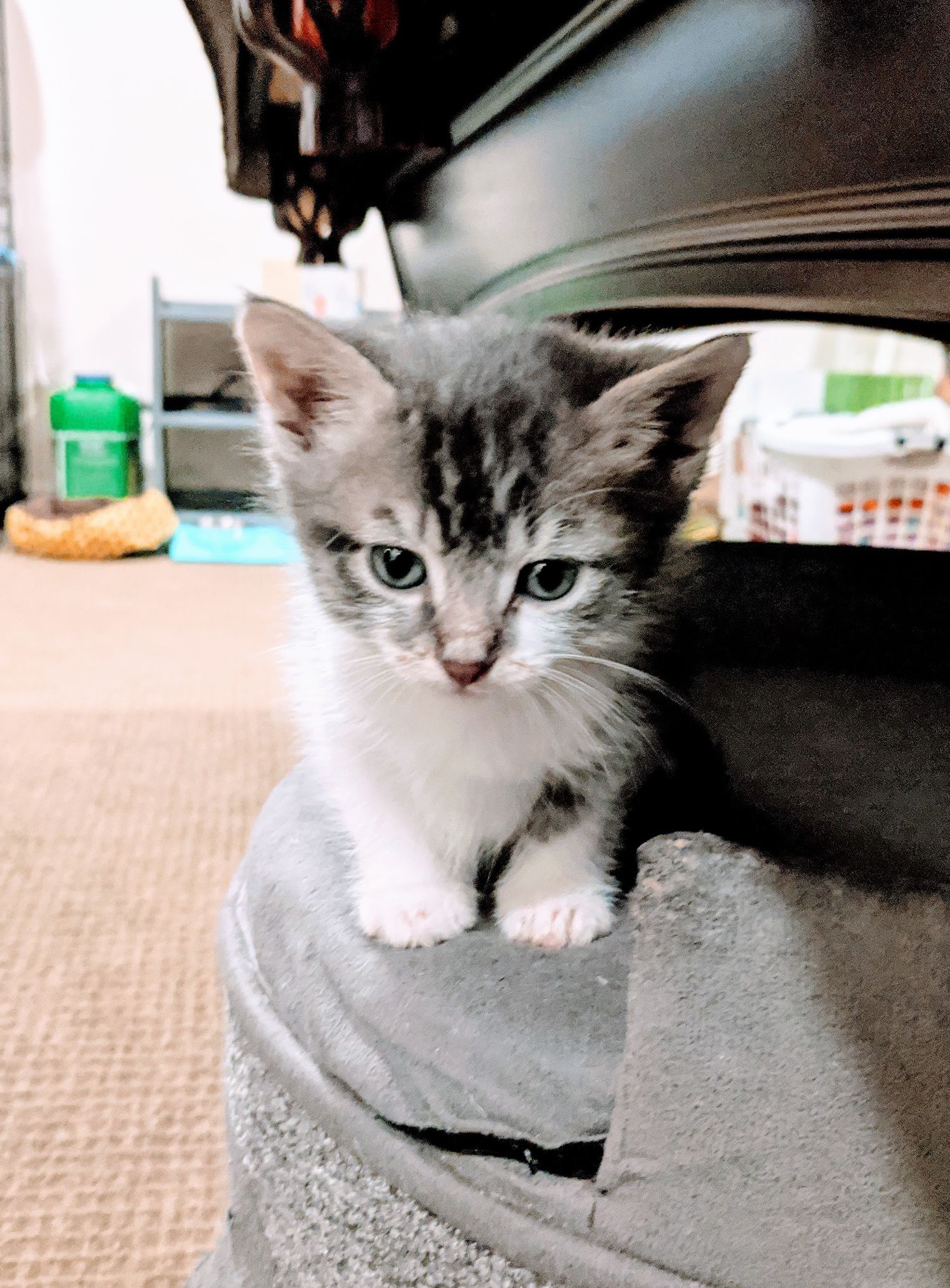 grey kitten staring