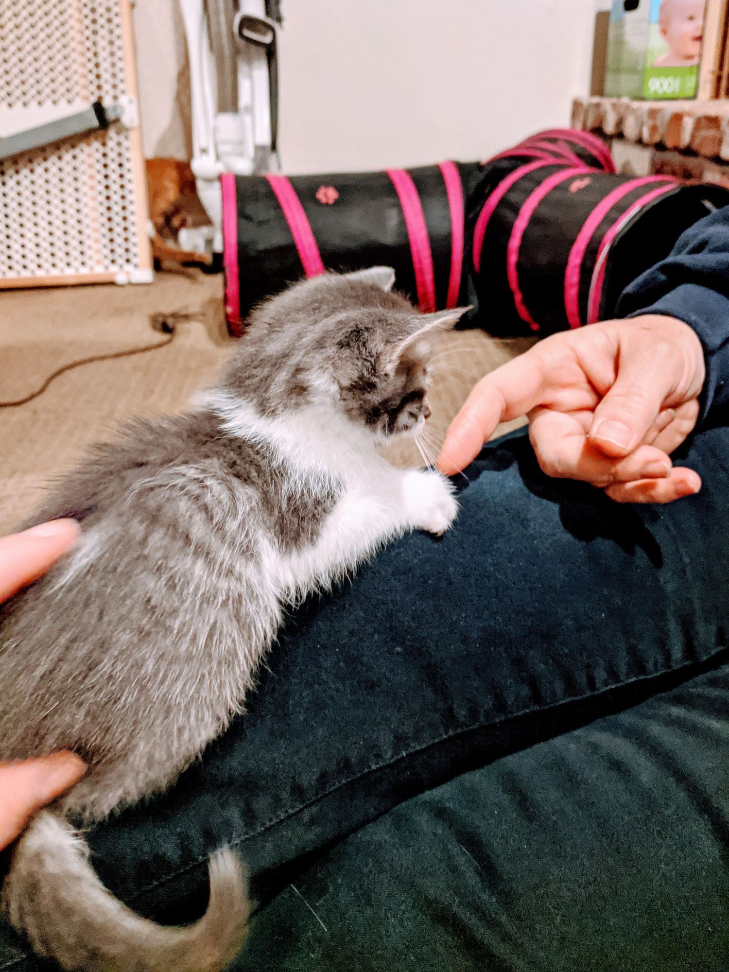 grey kitten laying down