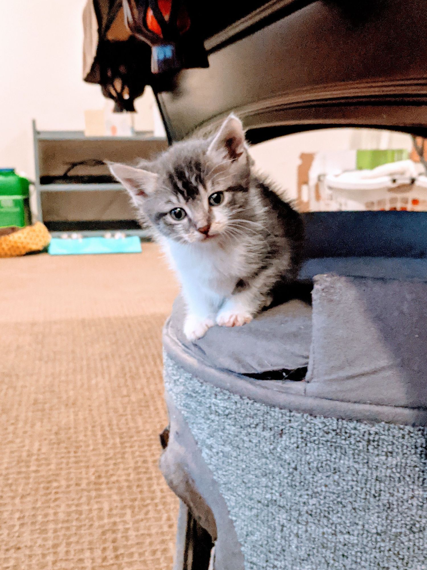 grey kitten looking inquisitive