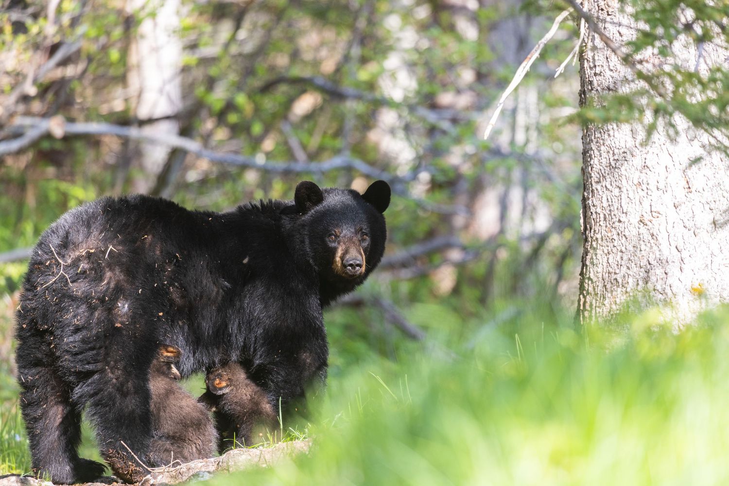 Maman ours qui allaite ses petits