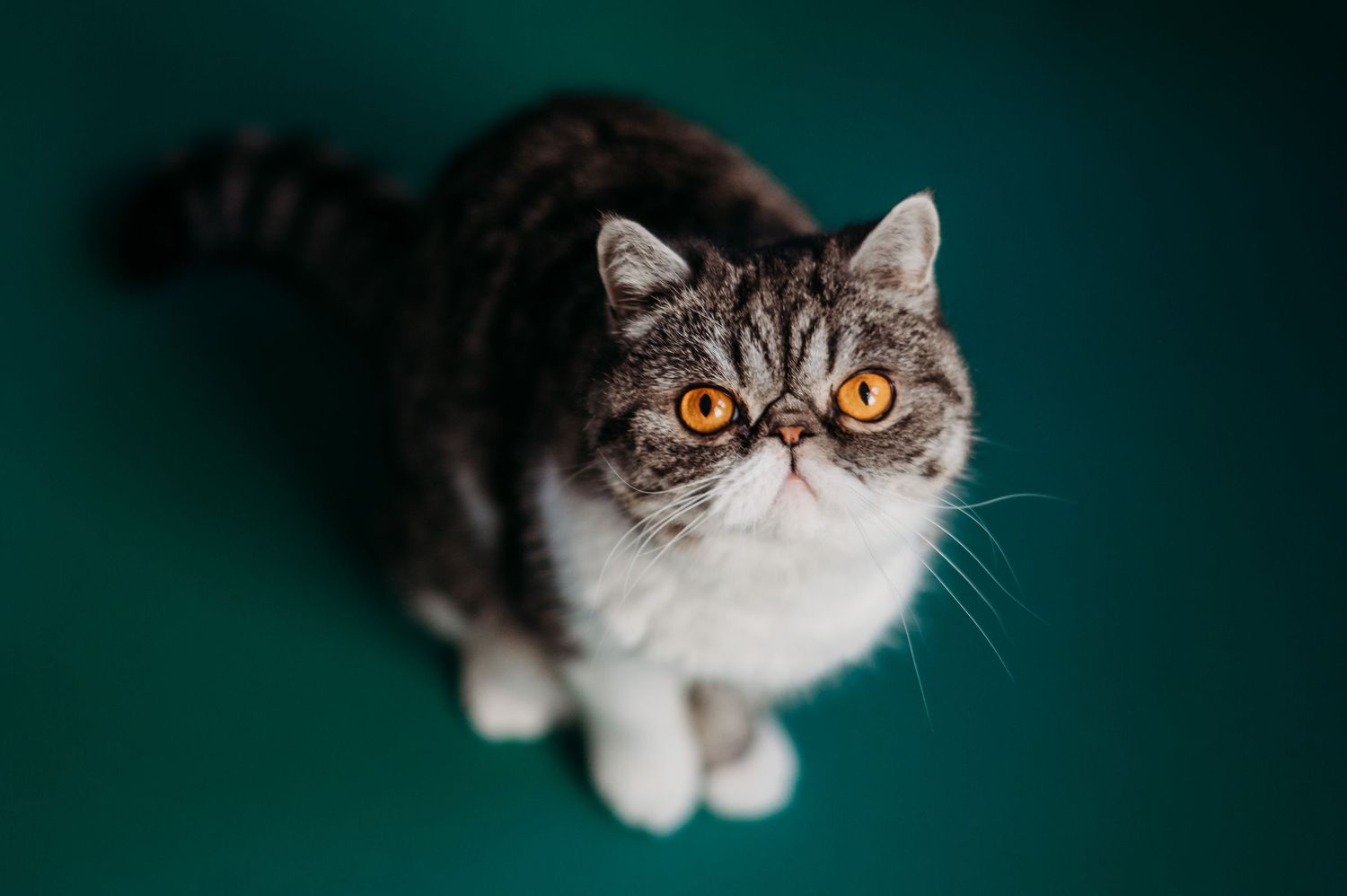 Exotic shorthair cat with bright orange eyes looking up at camera against dark green background.