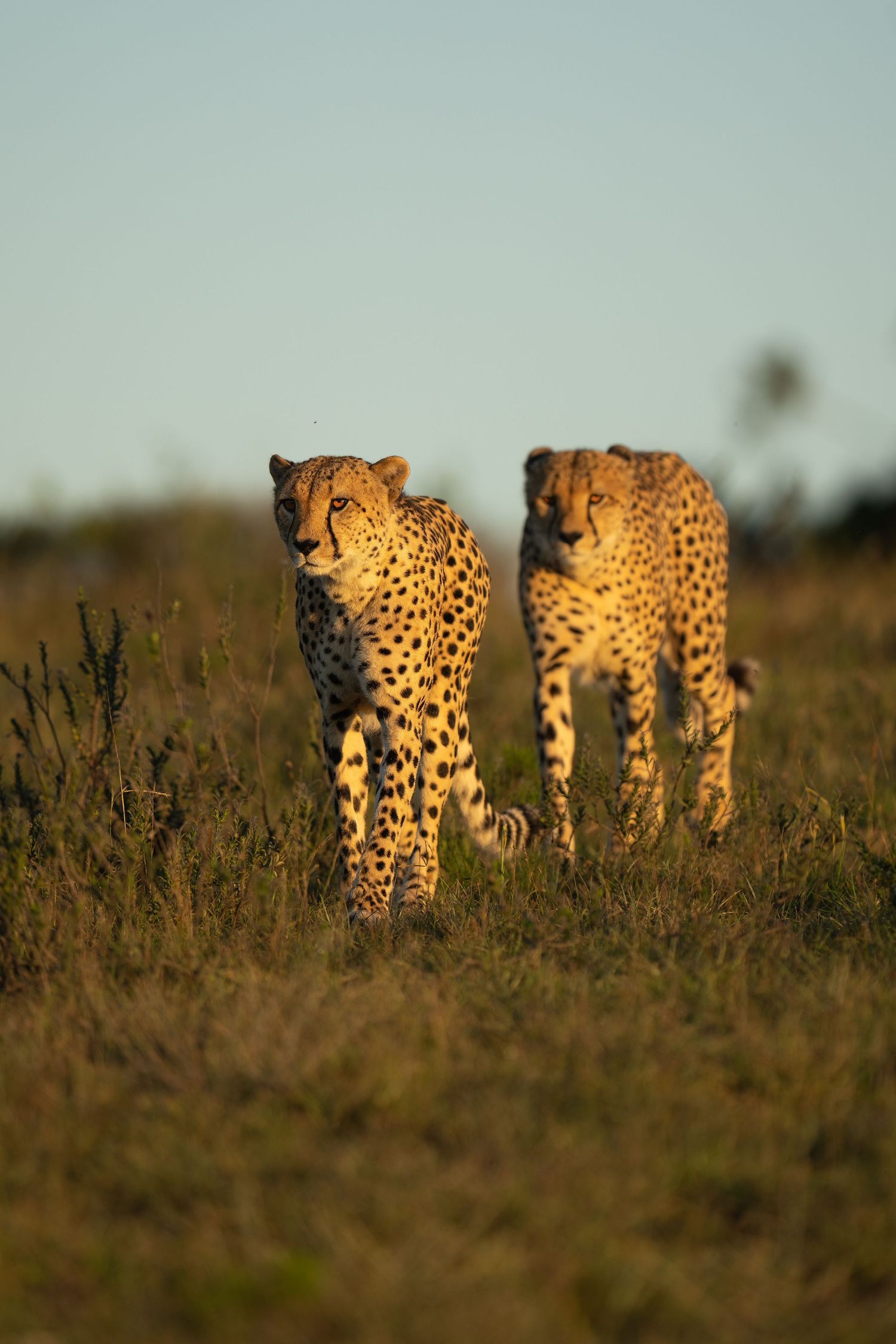 Two cheetah brothers walking through tall grass at dusk.