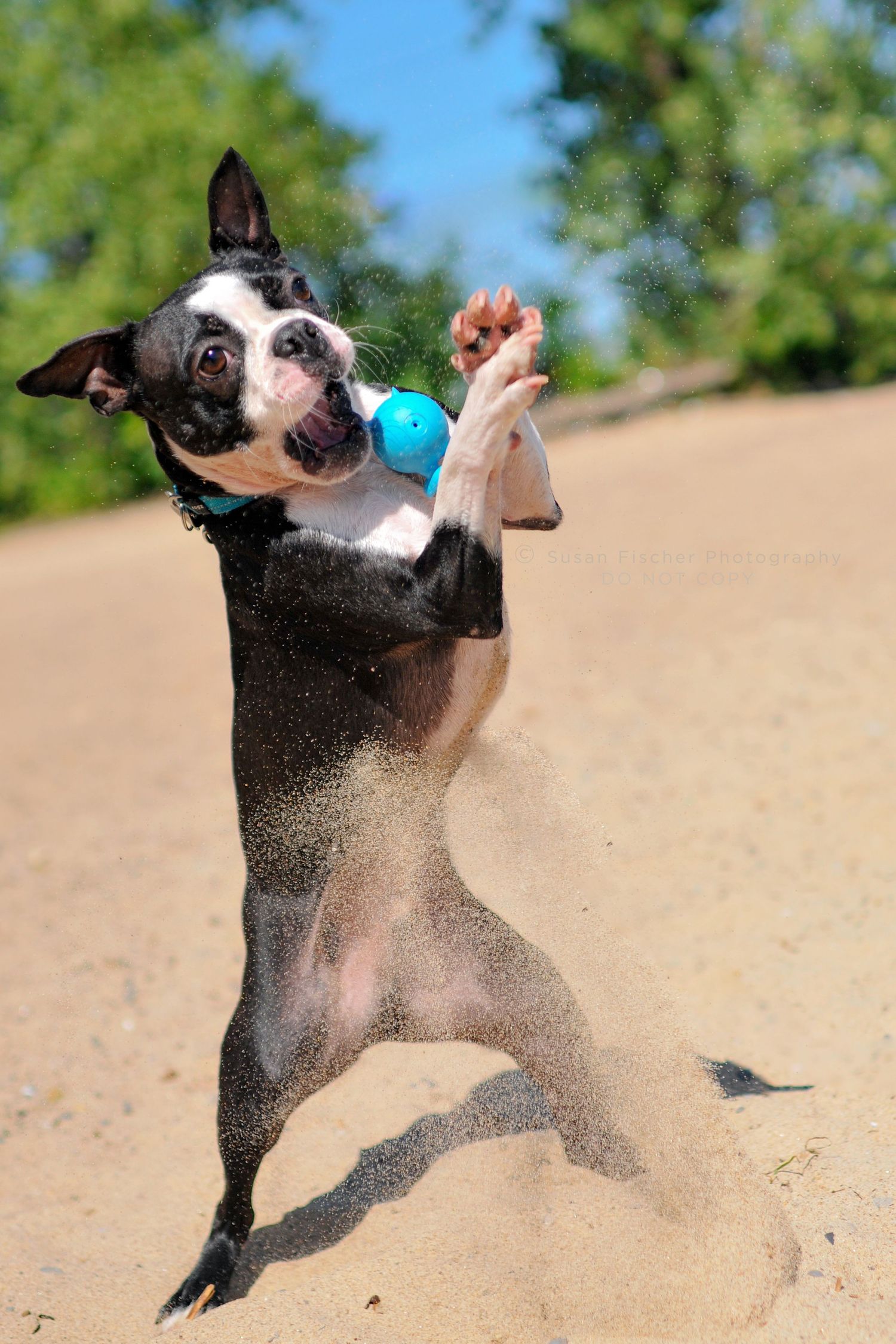 A Boston Terrier jumping to catch a ball in the sand