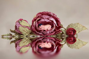 Tiny newborn baby nestled inside large dark red rose with reflection below.