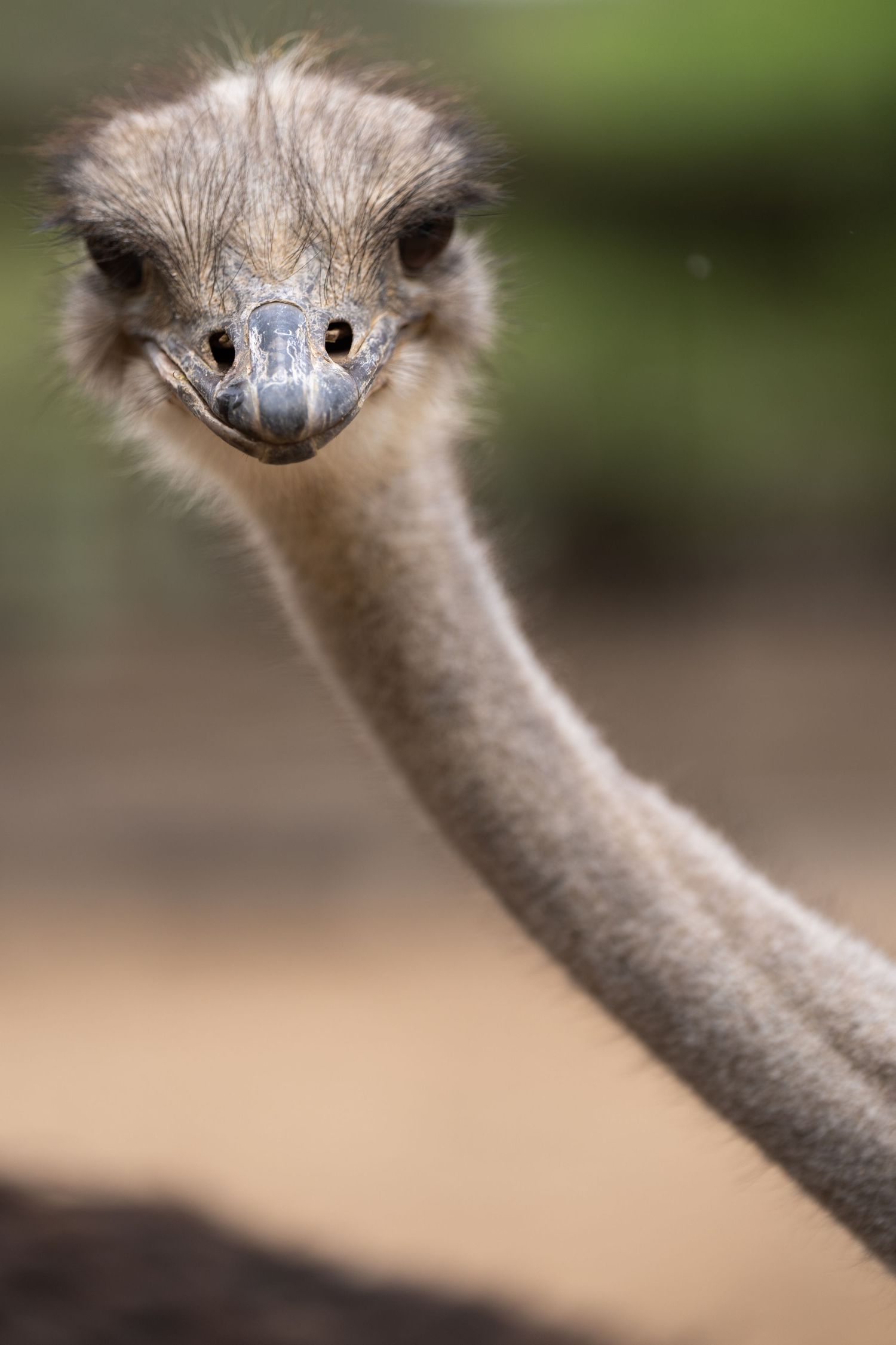 Series of ostrich head close-ups showing different angles of its features.