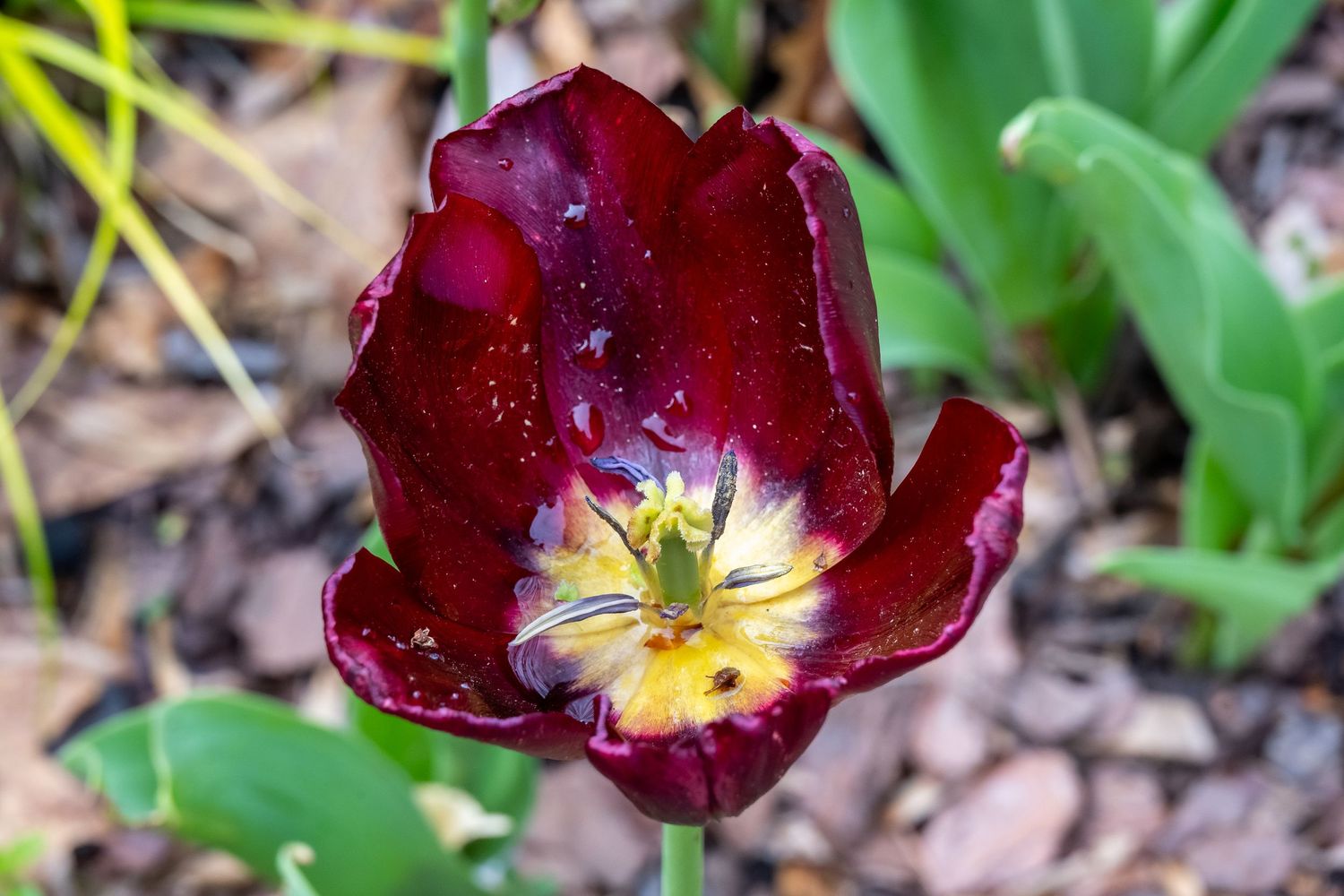 Close-up of burgundy tulip flower with cream colored center against blurred green background.