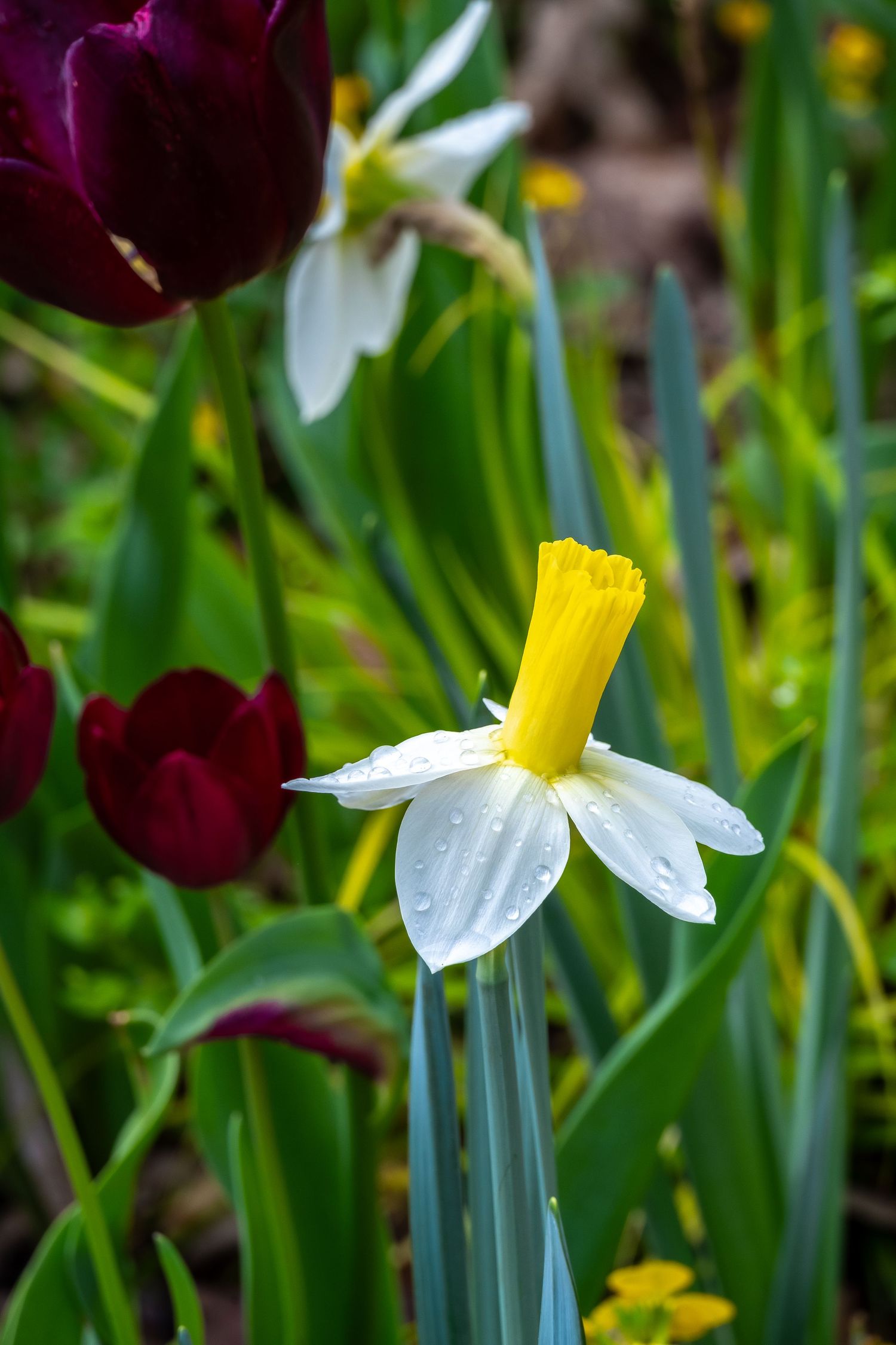 White daffodil with yellow trumpet and dark purple tulips blooming in spring garden.