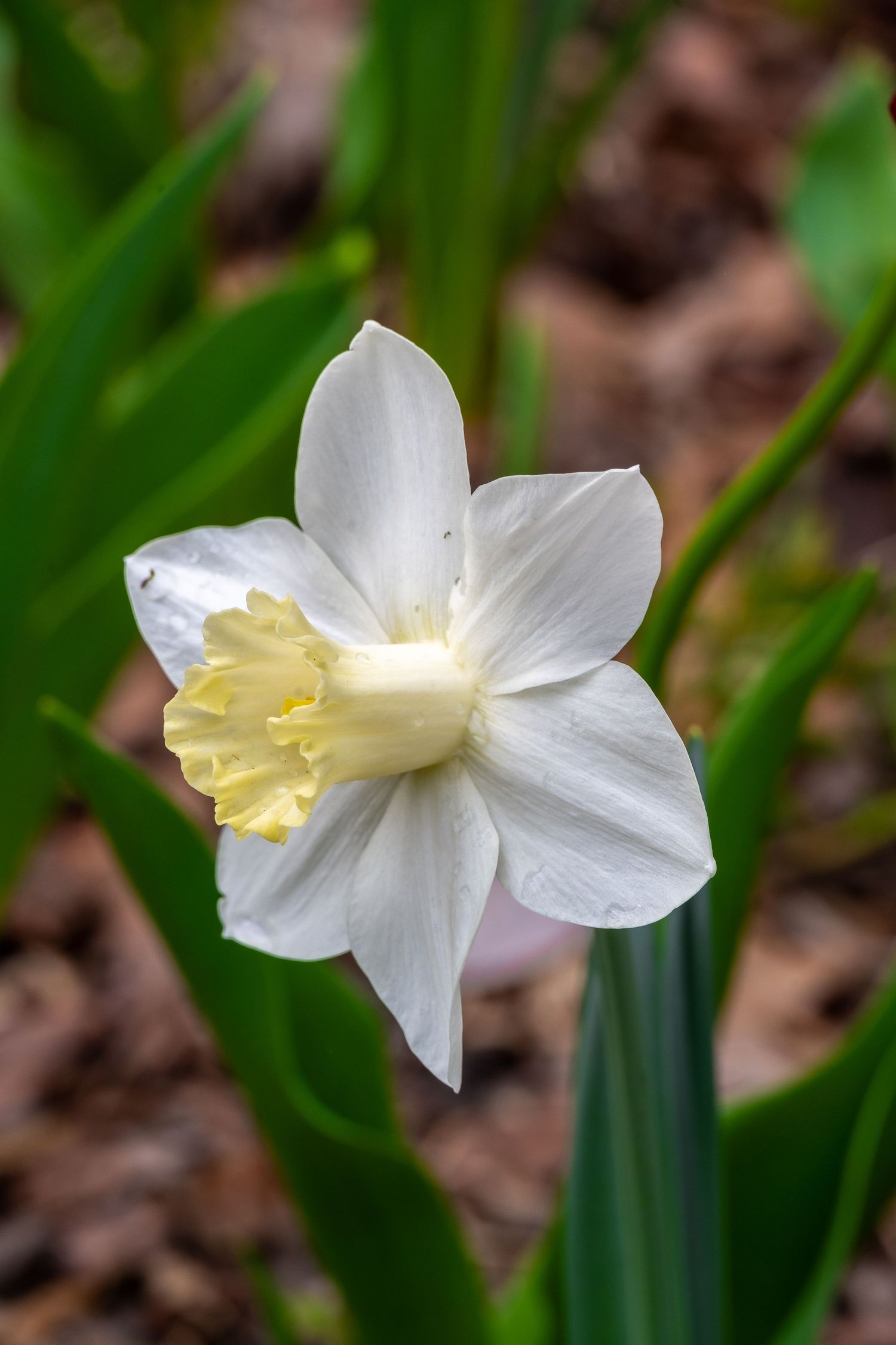 Single white daffodil flower with pale yellow trumpet center in full bloom against green stems.