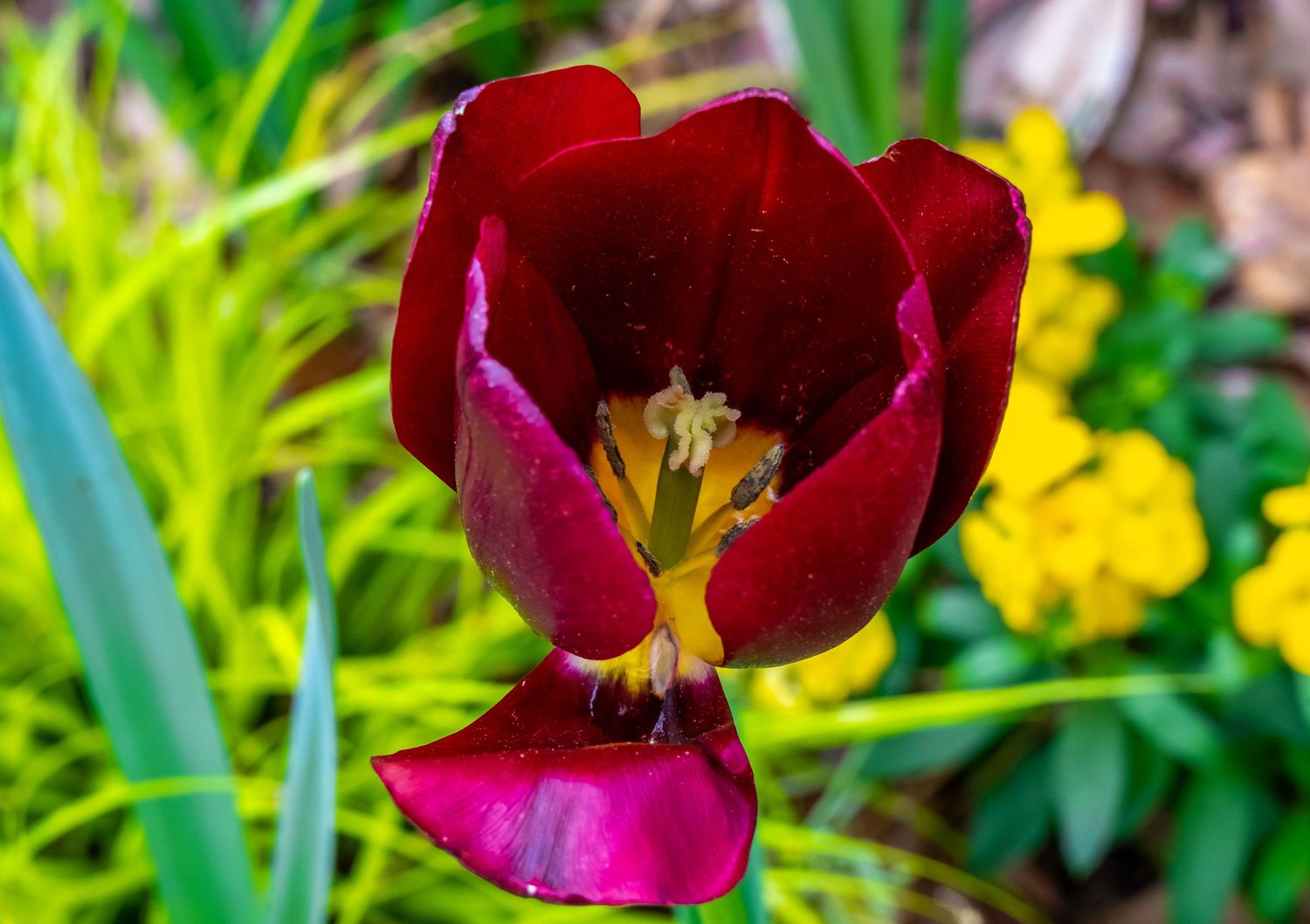 Deep red tulip flower opening to reveal yellow stamens against bright green garden backdrop.