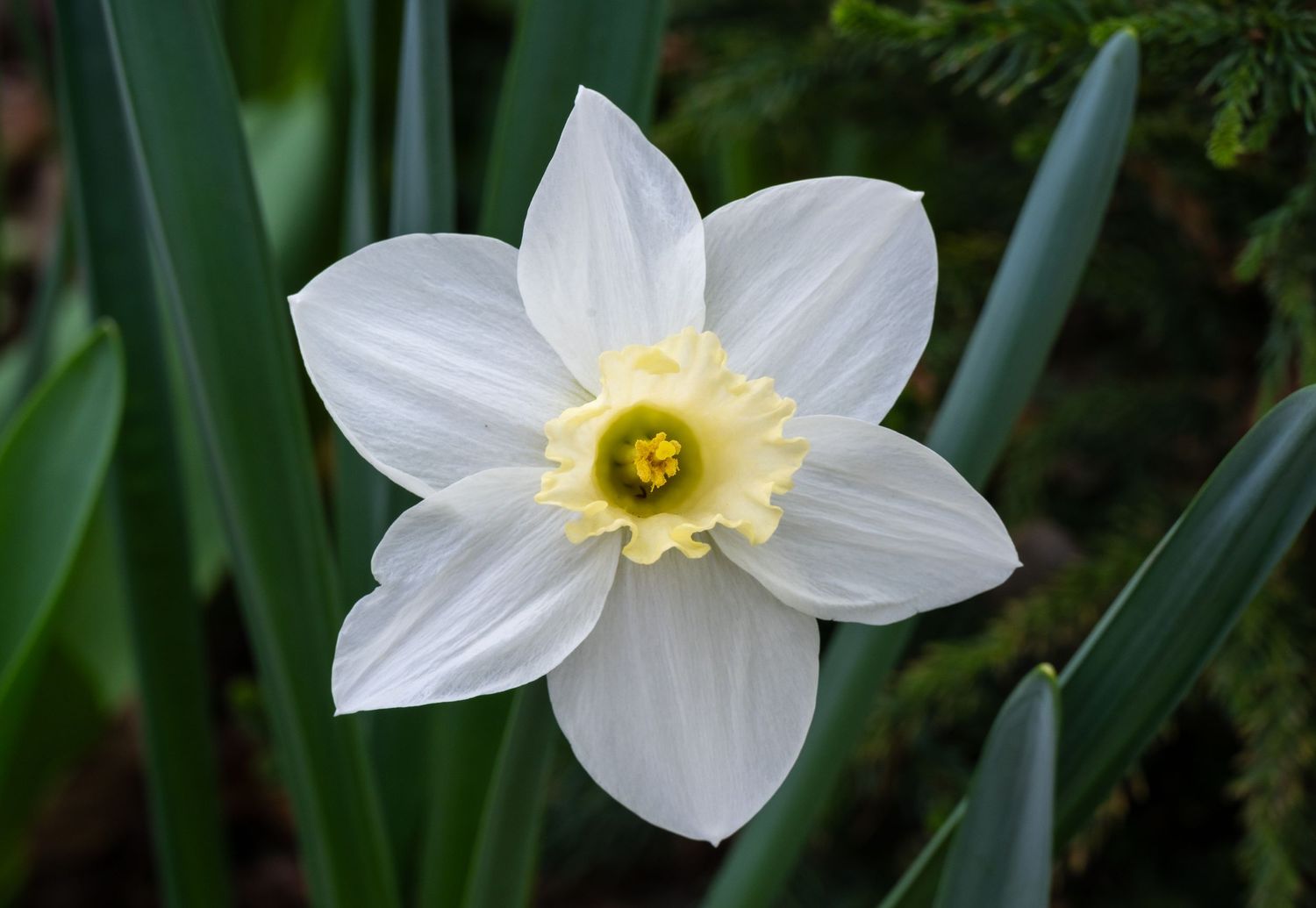 Close-up of white daffodil with yellow cup-shaped corona against green garden foliage.