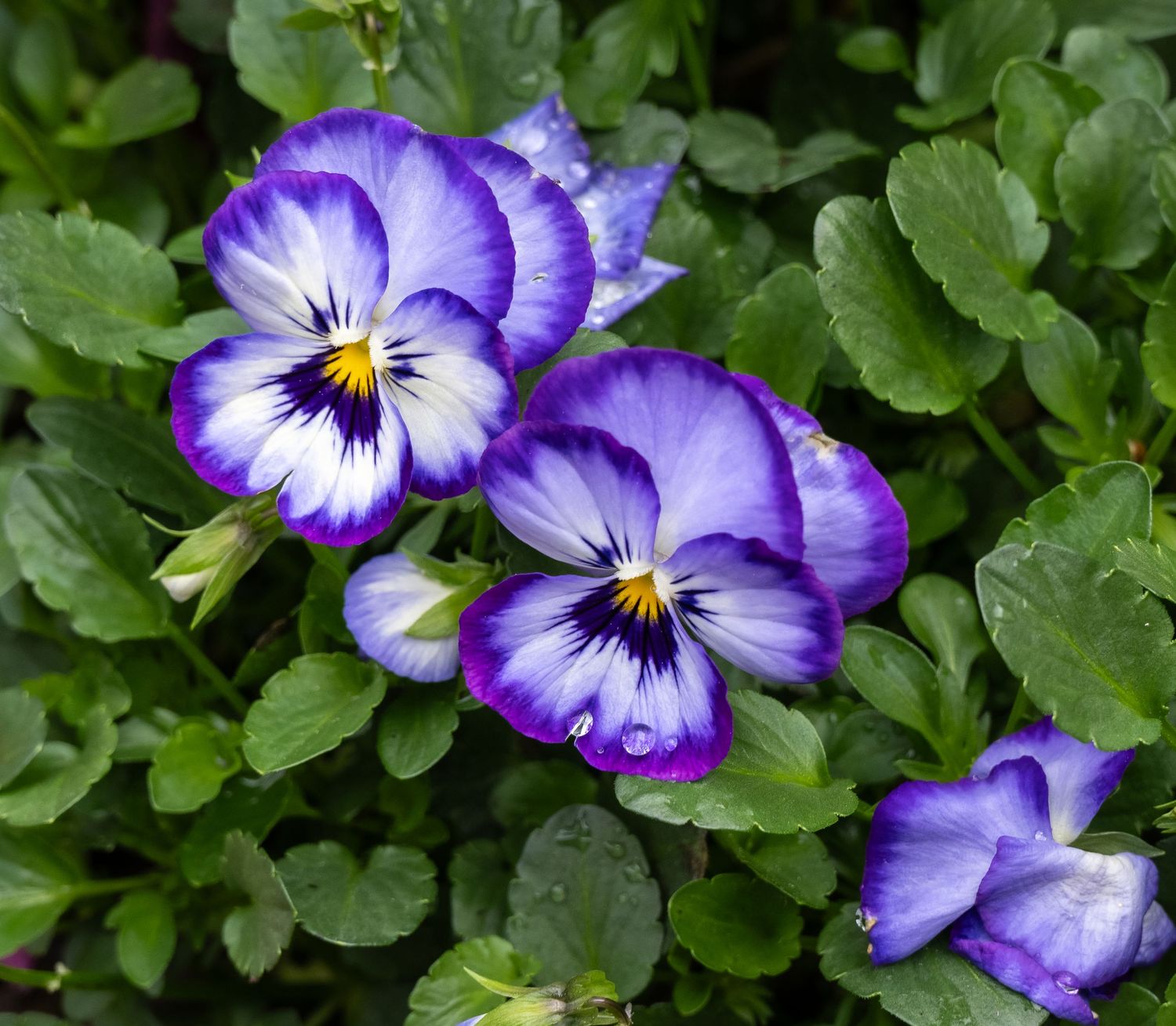 Purple and white bicolor pansy flowers with yellow centers growing among green leaves.