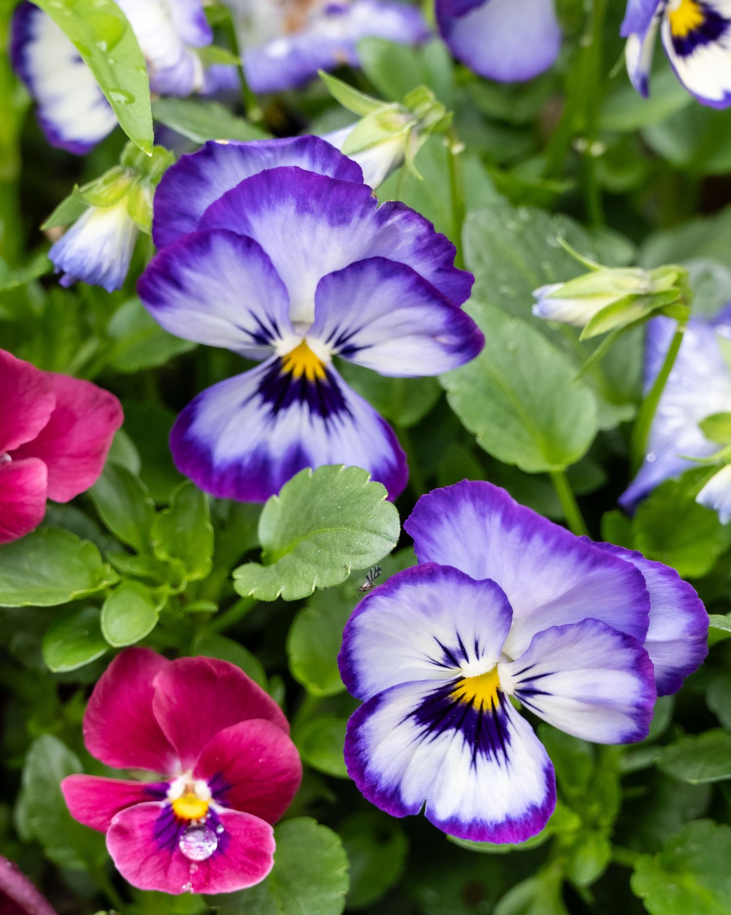Purple and white pansies with bright yellow centers bloom alongside pink flowers among green foliage.