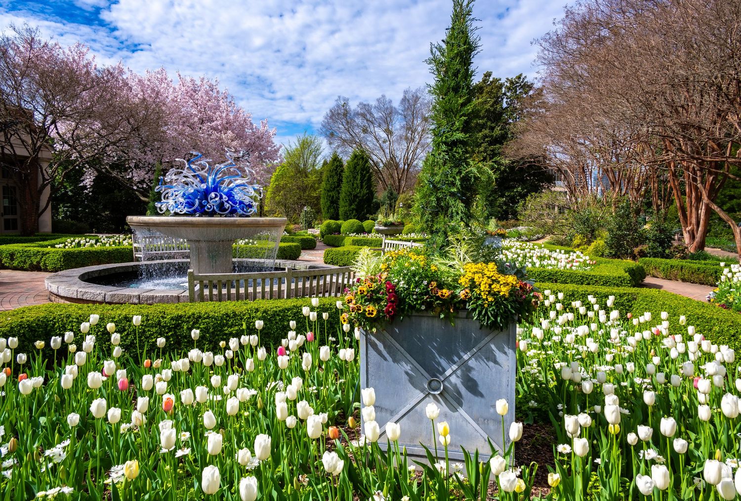 Spring garden with white tulips and fountain surrounded by manicured hedges and blooming trees.