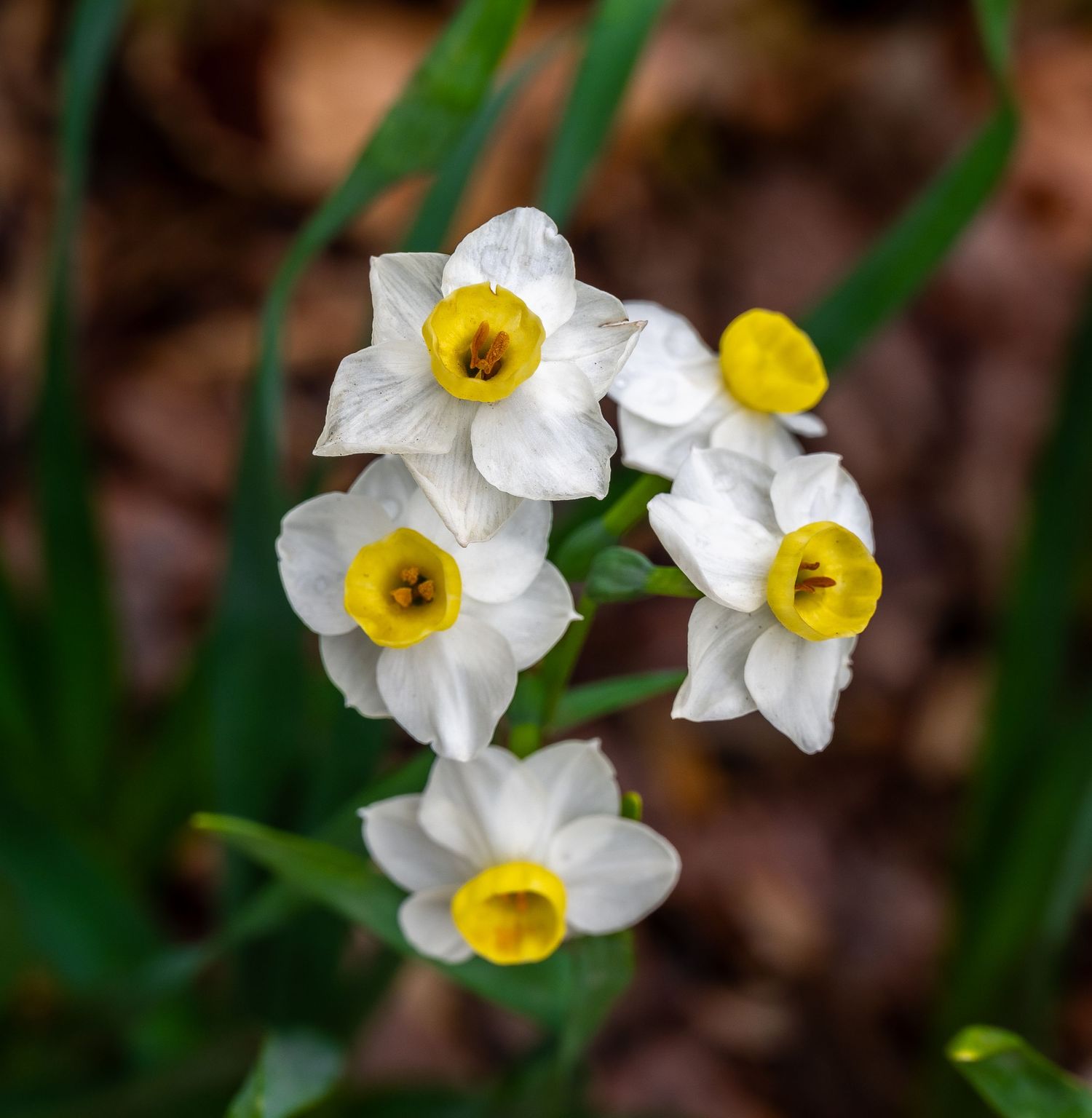 Cluster of white narcissus flowers with yellow centers blooming in springtime.