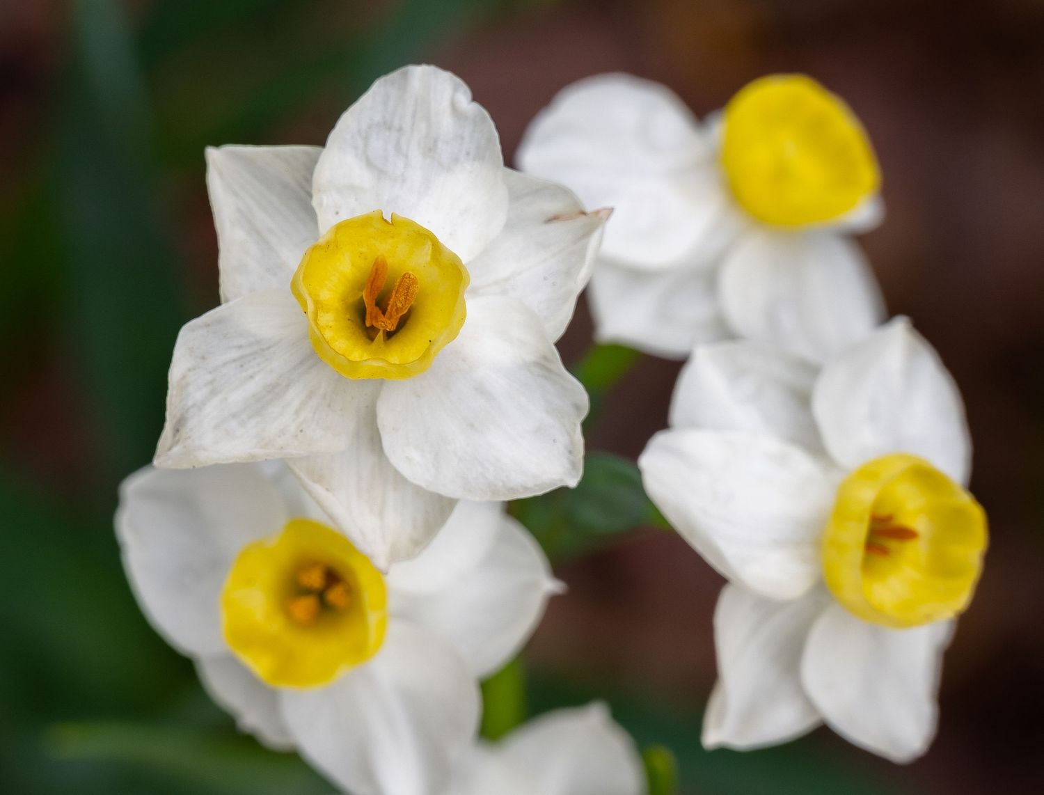 Close-up of white narcissus flowers with yellow trumpet centers against dark background.